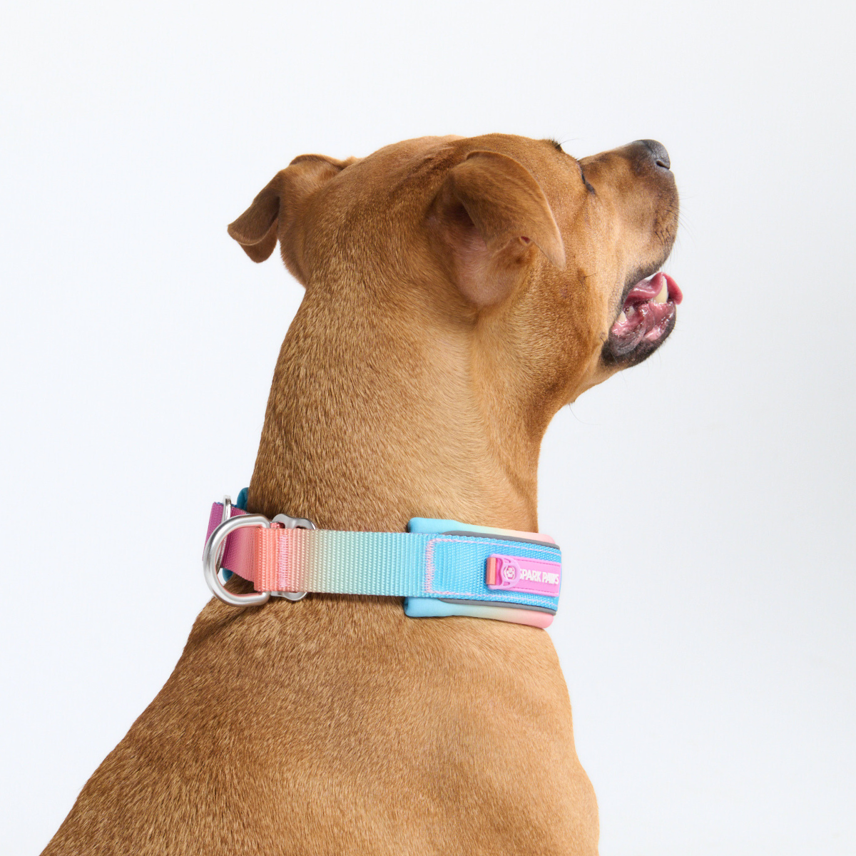 Cushioned Martingale Collar - Pastel Icing - Image 9