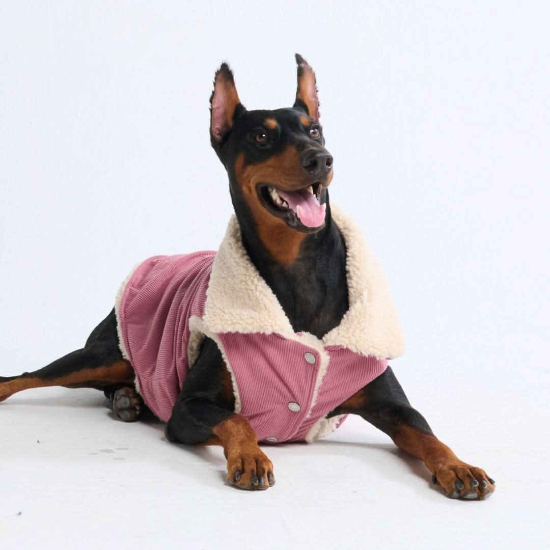 Corduroy Insulated Jacket - Pink - Image 4
