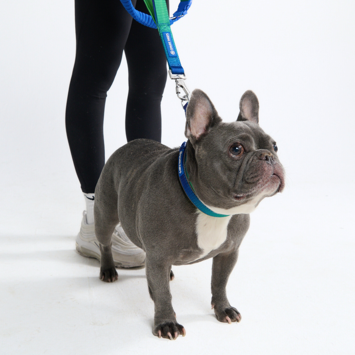 Multipurpose Seatbelt Handsfree Leash & Poop Bag Holder Set - Image 24