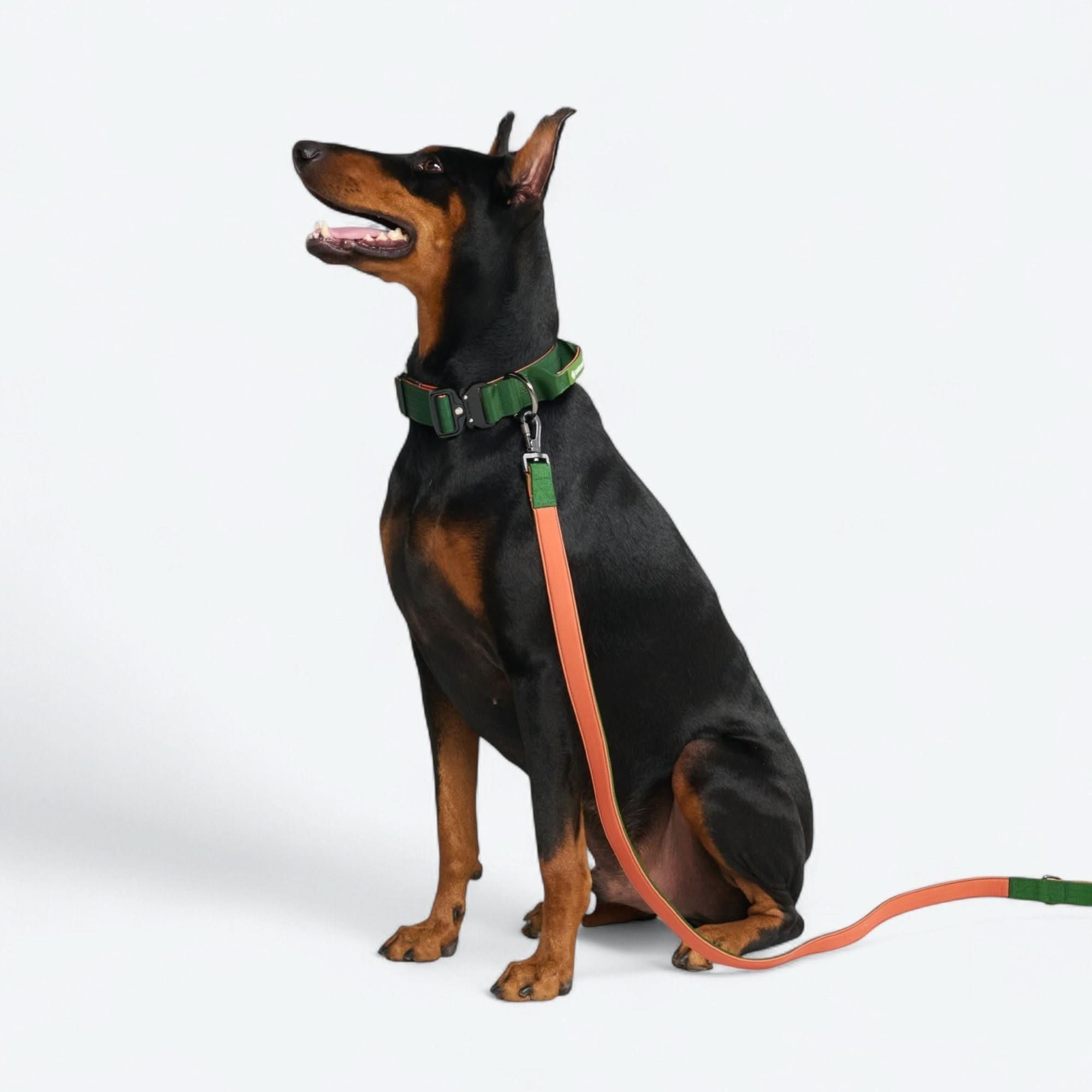 Comfort Control Collar Set - Green Orange - Image 4
