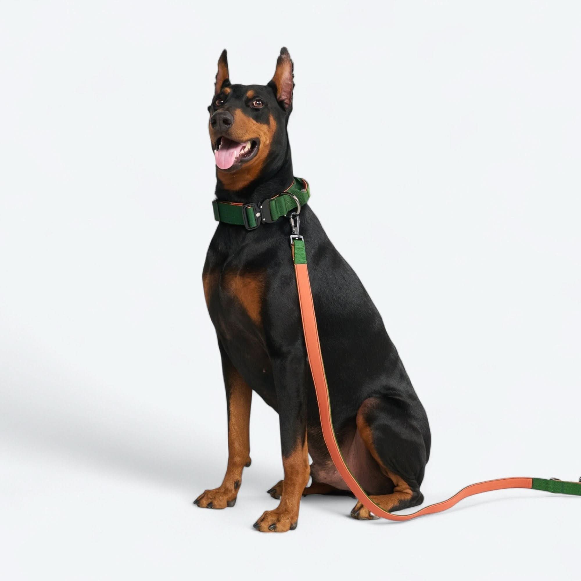 Comfort Control Collar Set - Green Orange - Image 6