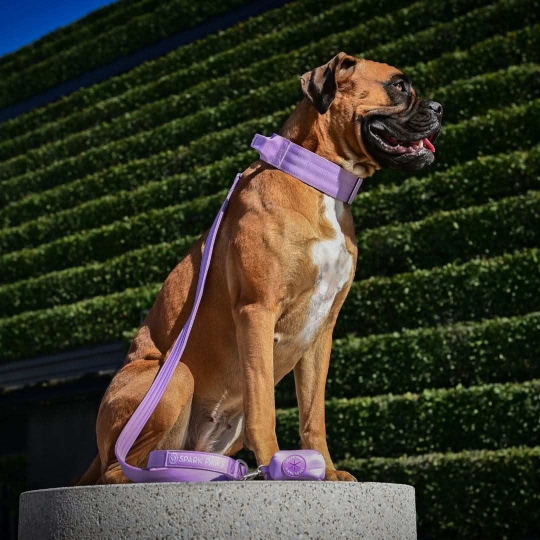 Leash and Poop Bag Holder Set - Lilac - Image 2