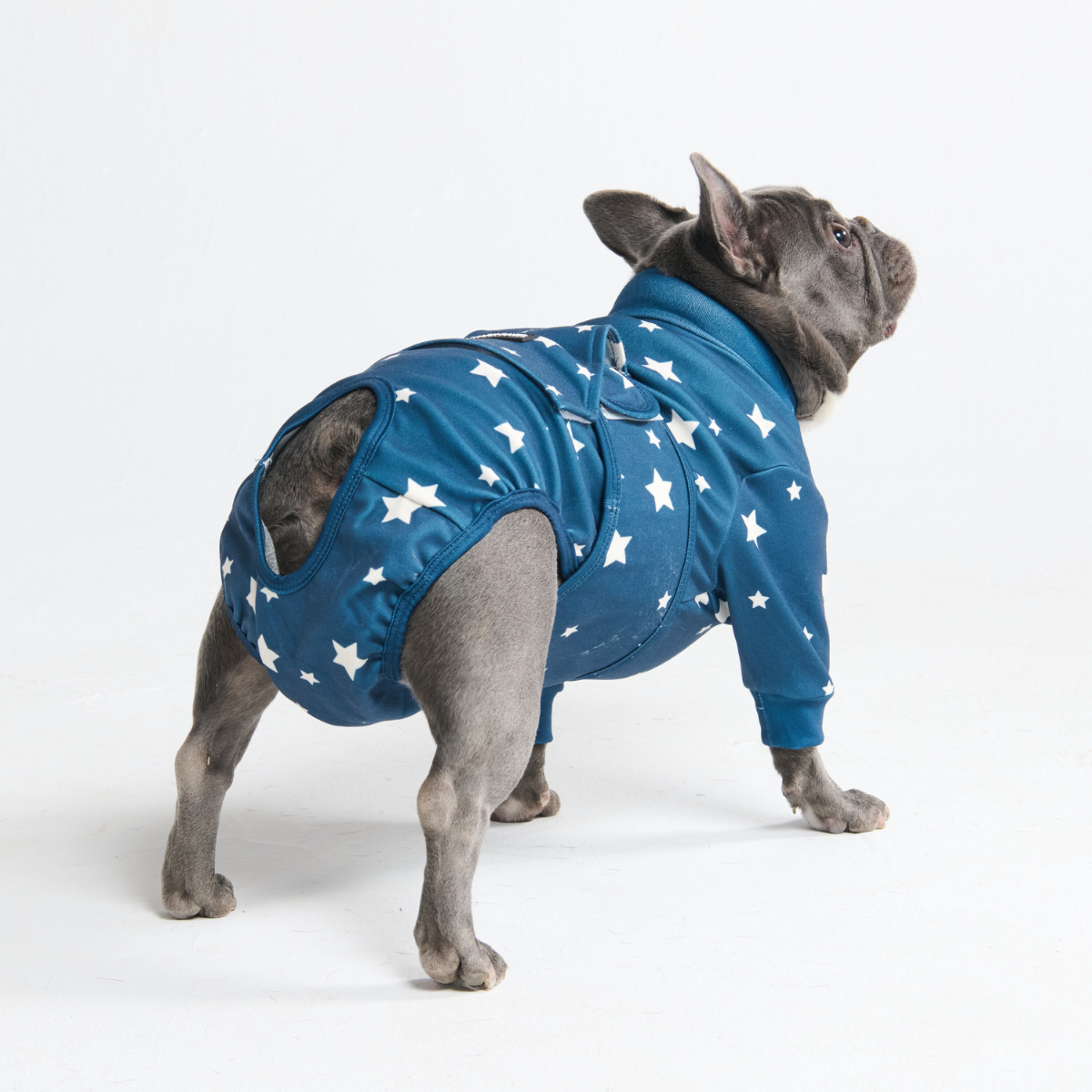 Dog Surgical Suit - Stars - Image 11