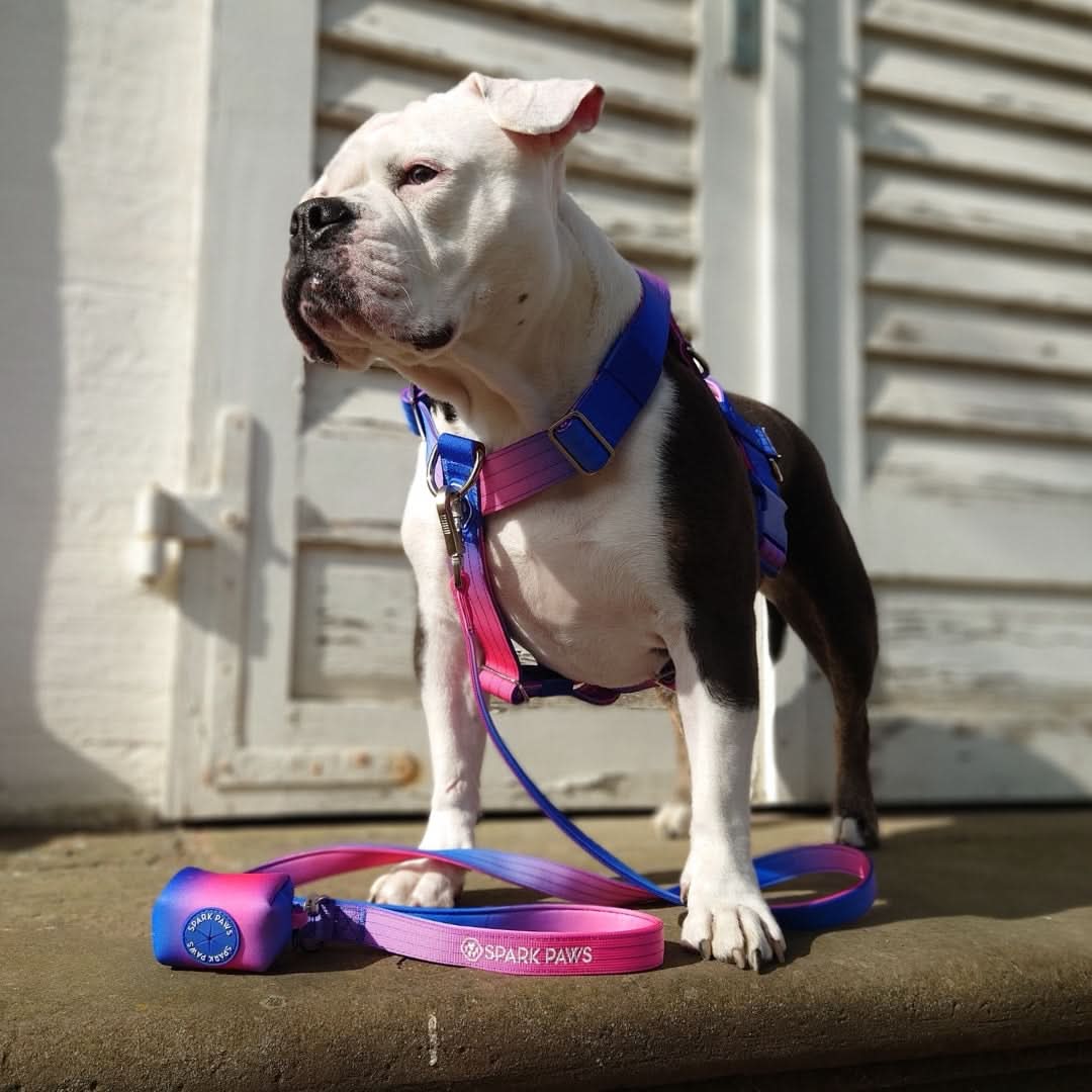 Leash and Poop Bag Holder Set - Snow Cone - Image 3
