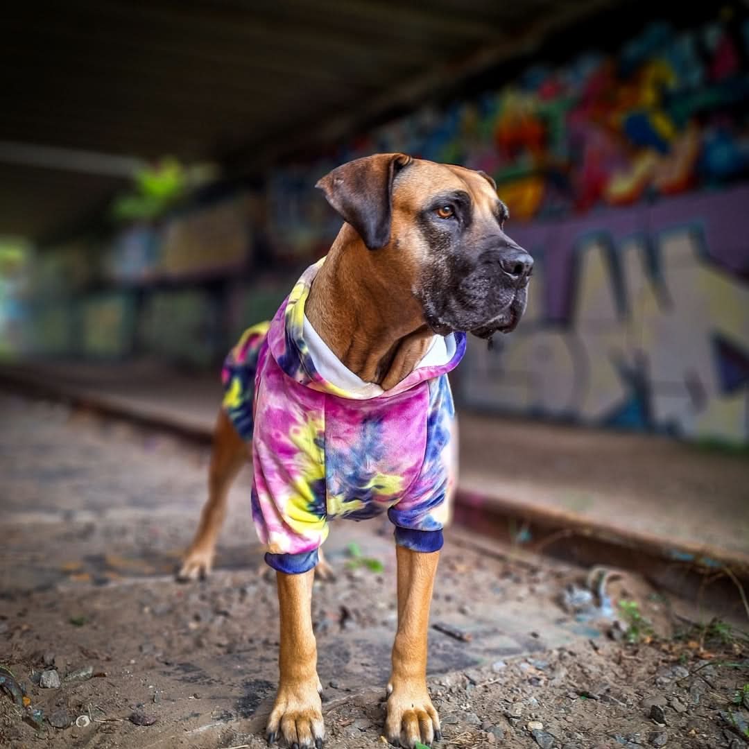 Velvet Dog Hoodie - Berry Lemonade - Image 14