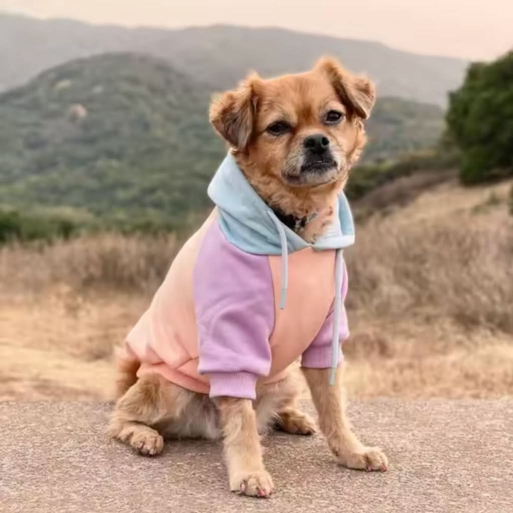 Cotton Candy Dog Hoodie - Image 13