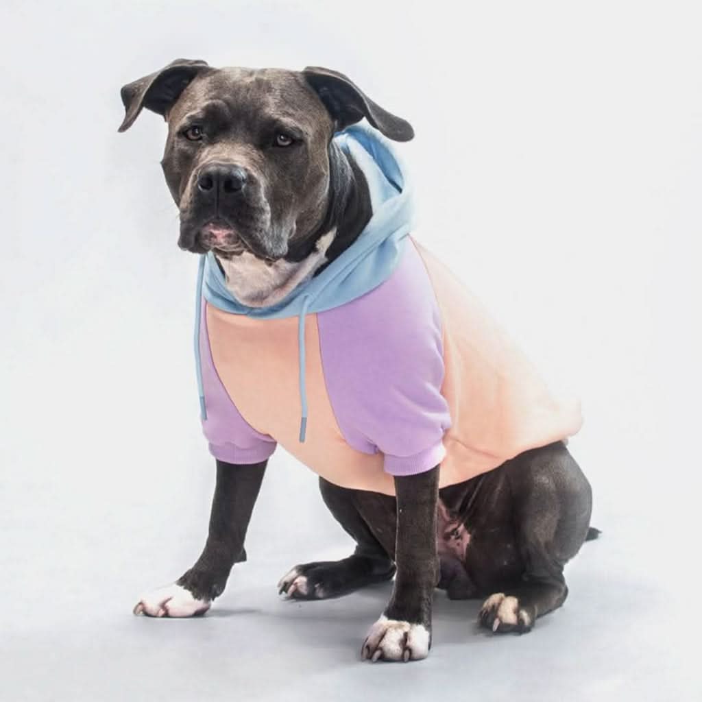 Cotton Candy Dog Hoodie - Image 6