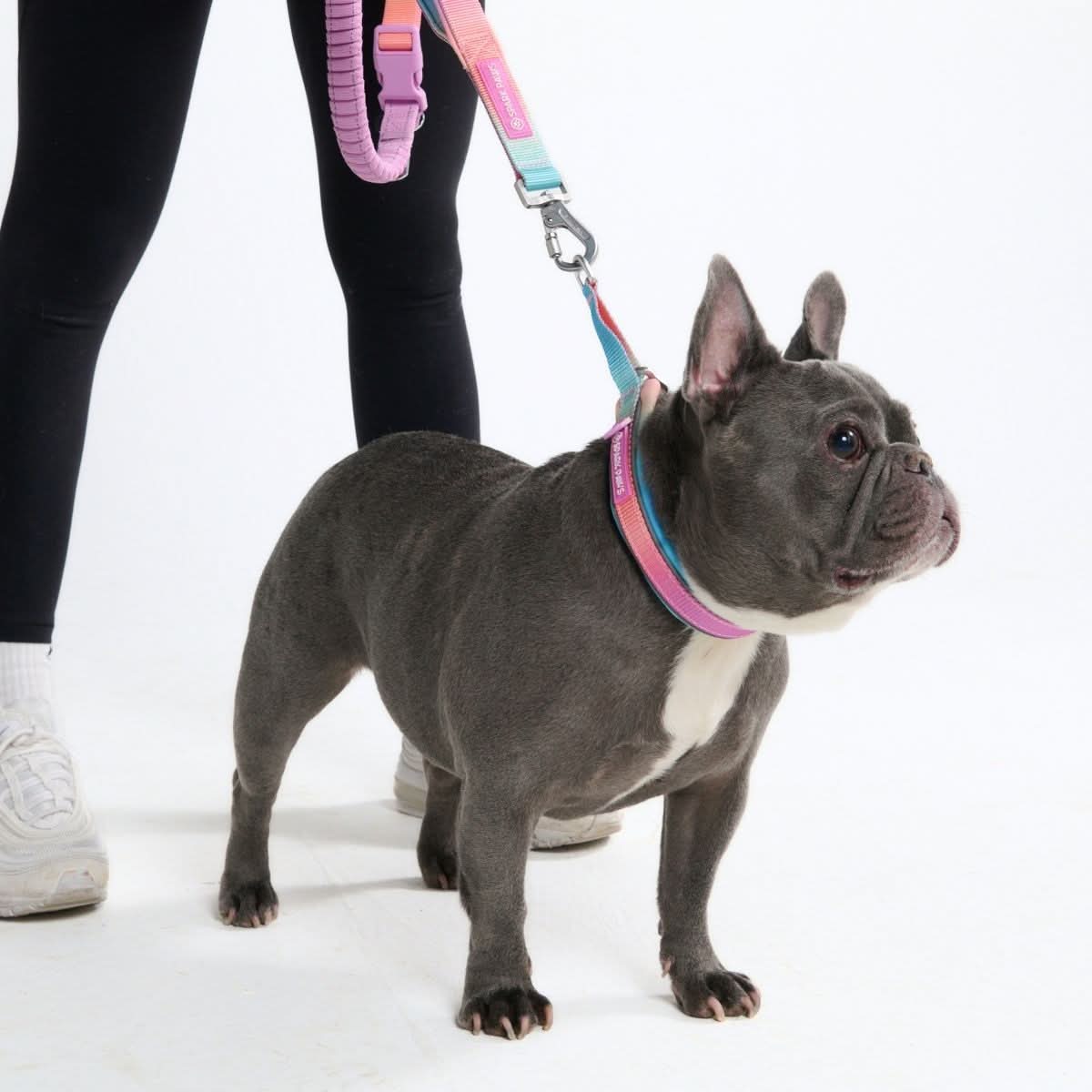 Cushioned Martingale Collar - Pastel Icing - Image 5
