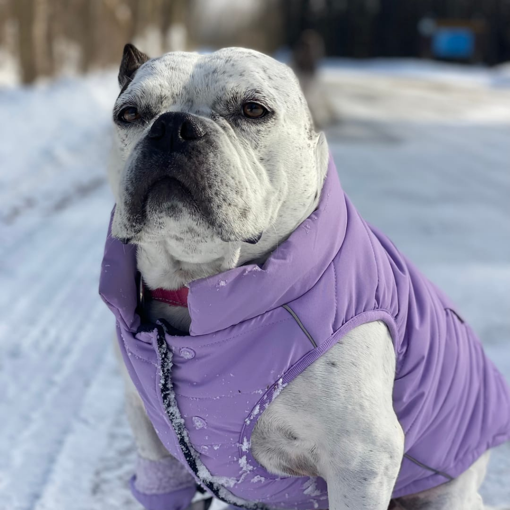 WarmShield Water-Resistant Jacket - Lilac - Image 11