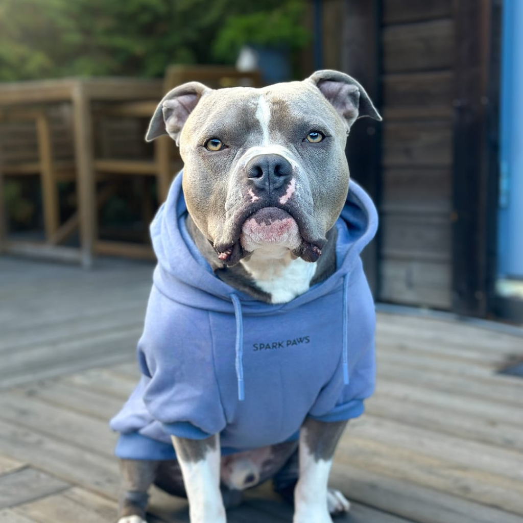 Essential Dog Hoodie - Slate Blue - Image 13