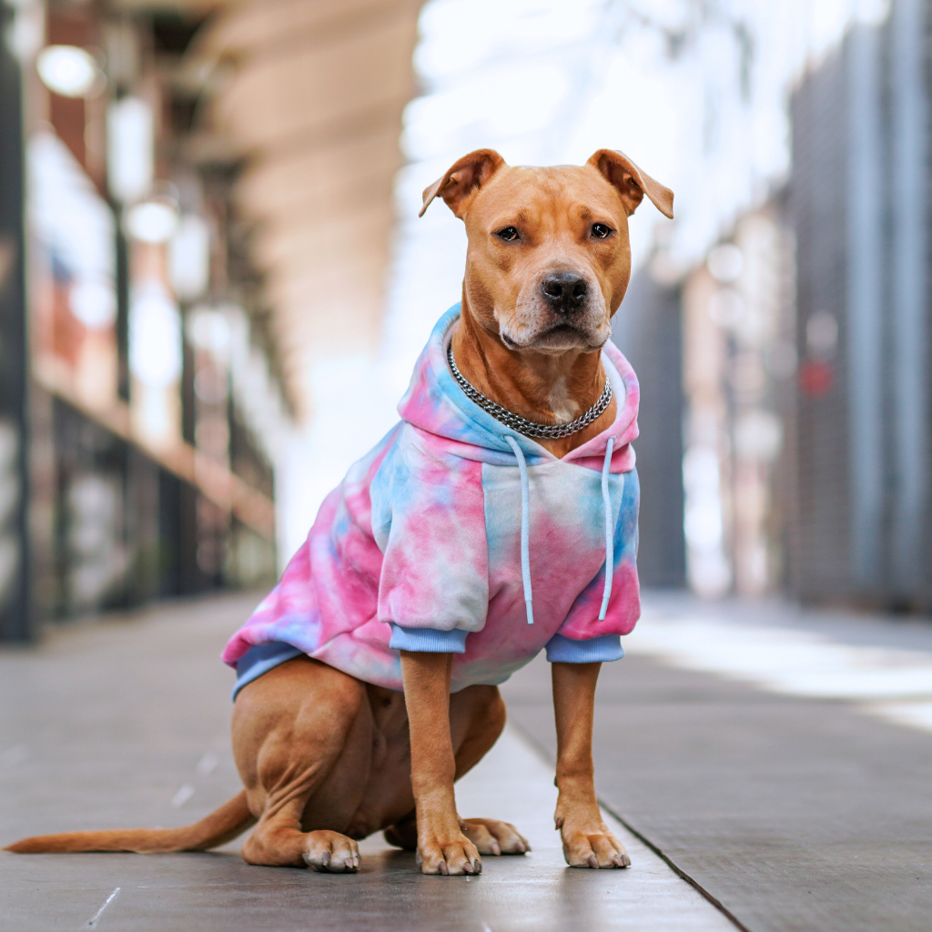 Velvet Dog Hoodie - Snow Cone - Image 13