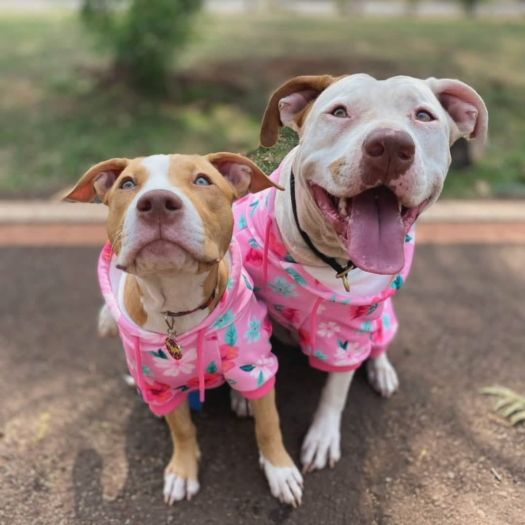 Blossom Dog Hoodie - Pink - Image 14