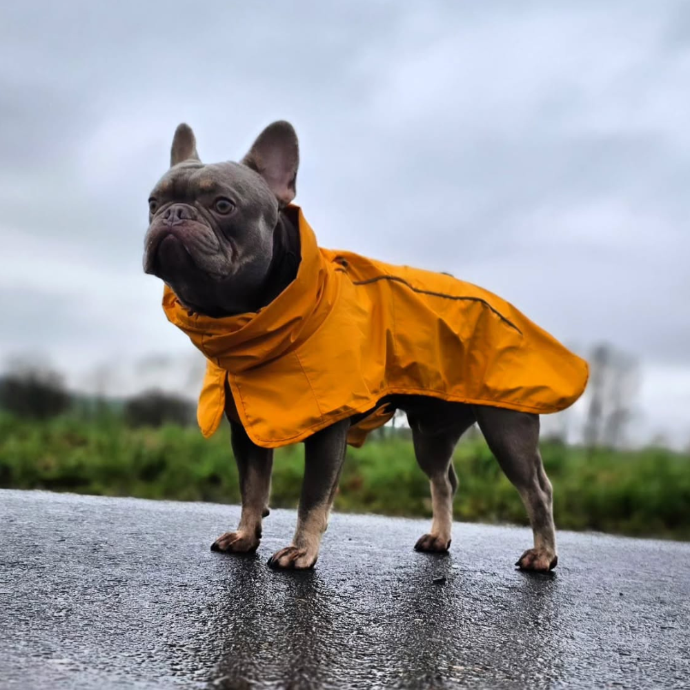Breatheshield™ Dog Raincoat - Mustard Yellow - Image 11