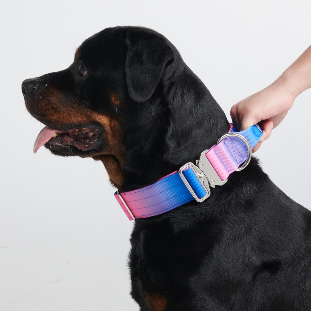 Comfort Control Collar Set - Snow Cone - Image 9