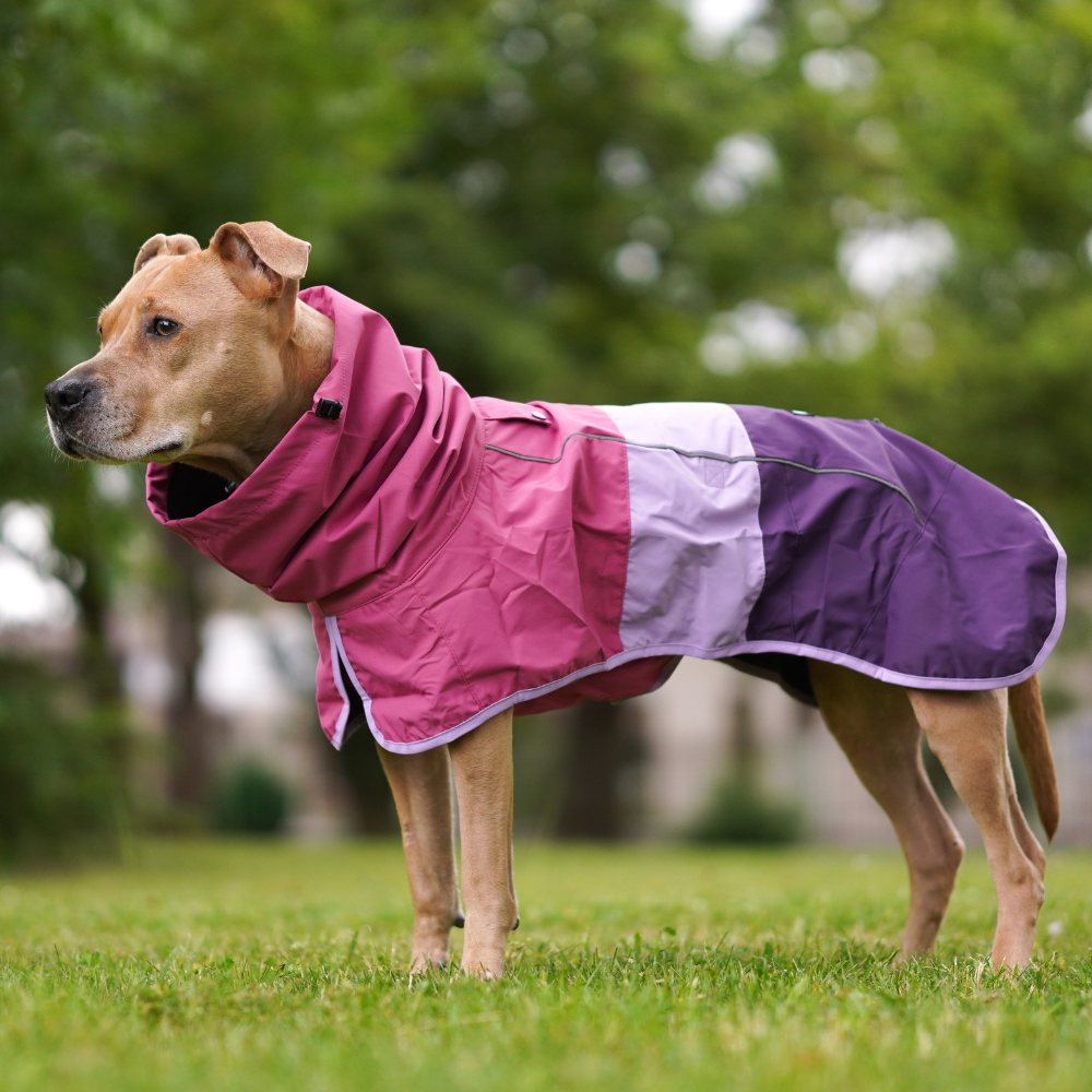 Breatheshield™ Dog Raincoat - Pink Lilac Purple - Image 11