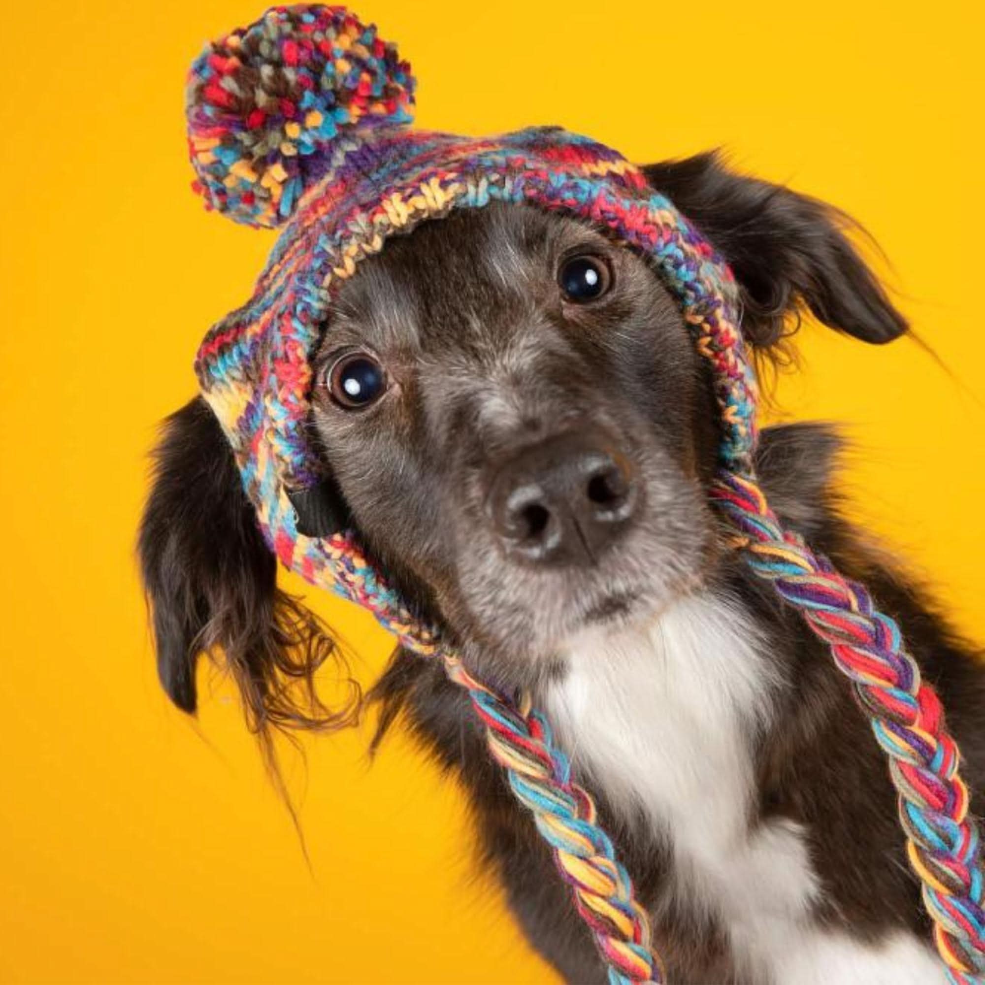 Knit Pom Pom Dog Beanie Hat - Kaleidoscope - Image 3
