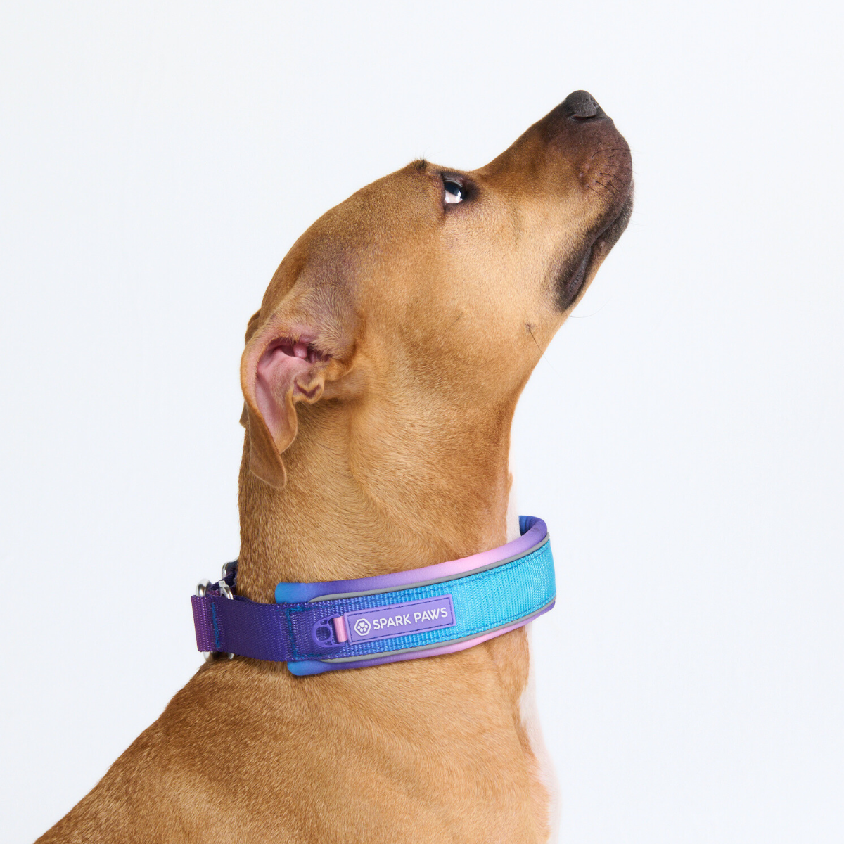 Cushioned Martingale Collar - 90s Retro - Image 8