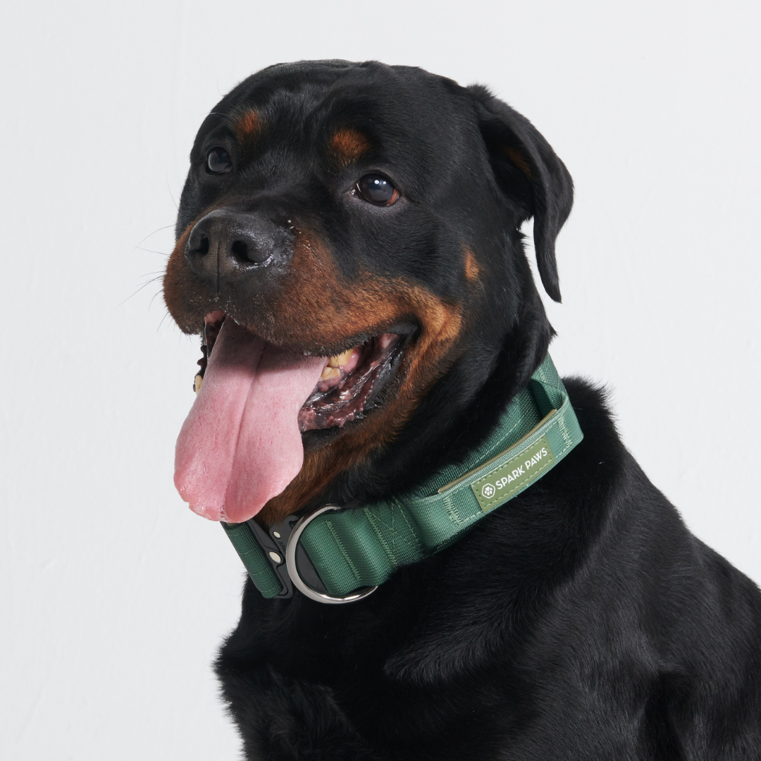 Comfort Control Collar - Army Green - Image 6