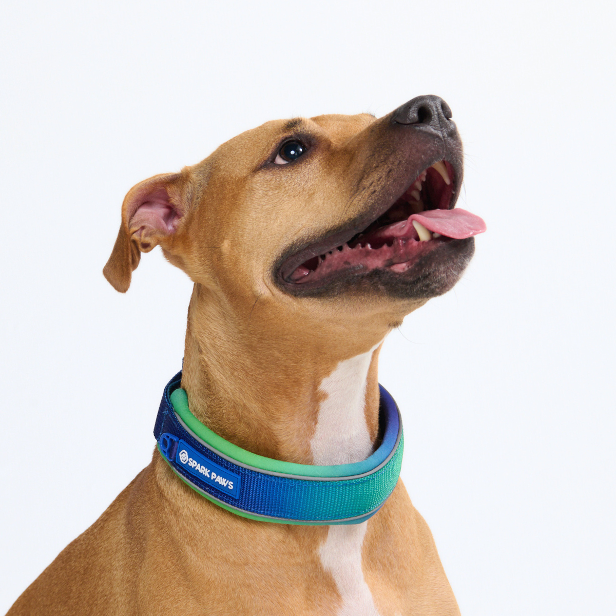 Cushioned Martingale Collar - Lime Wave - Image 8