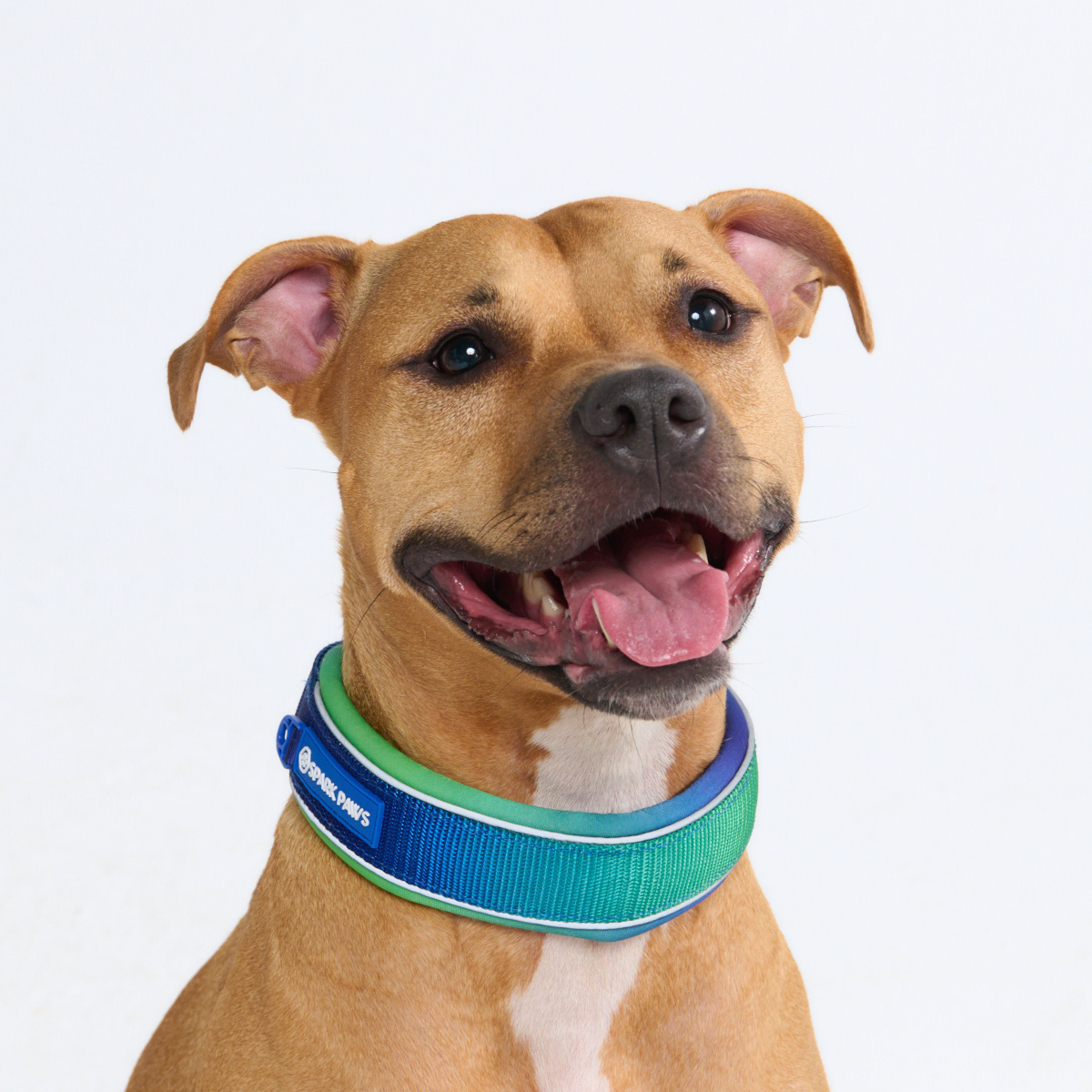 Cushioned Martingale Collar - Lime Wave - Image 9