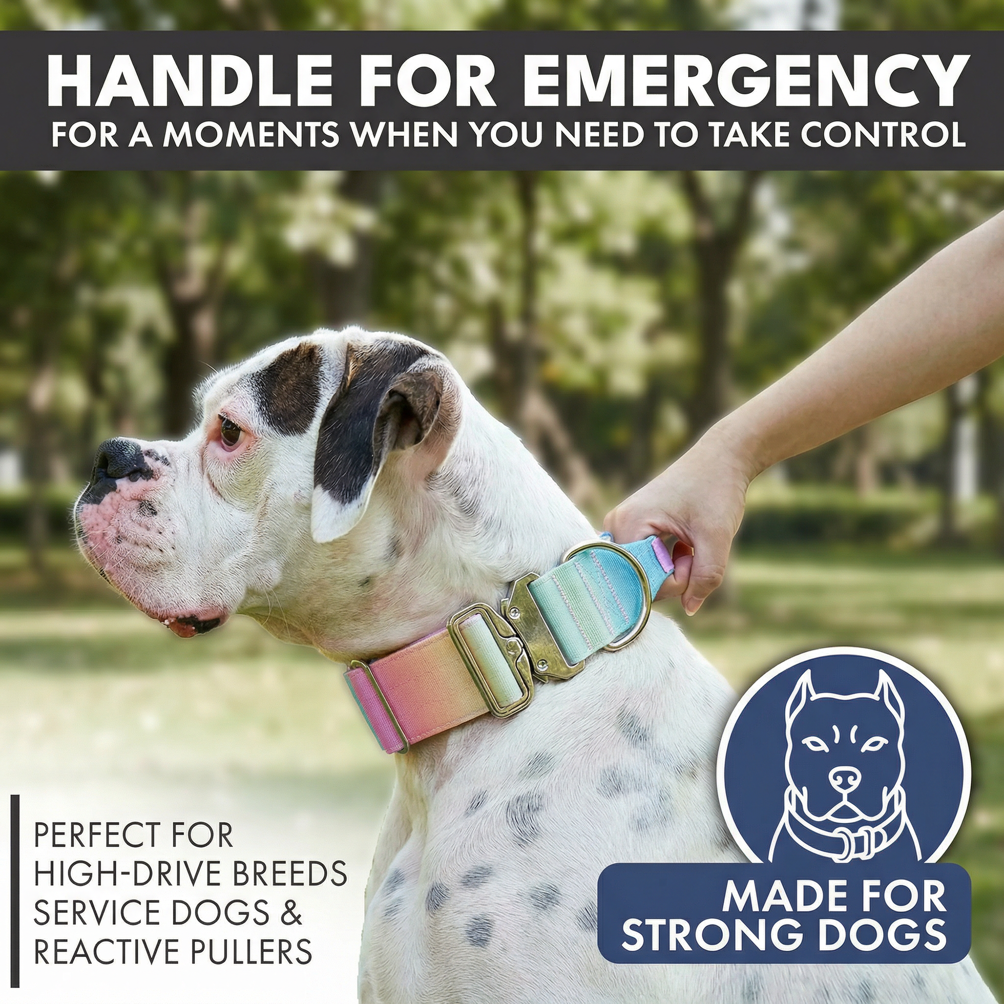 Comfort Control Collar and Multipurpose Leash Set - Pastel Icing - Image 2