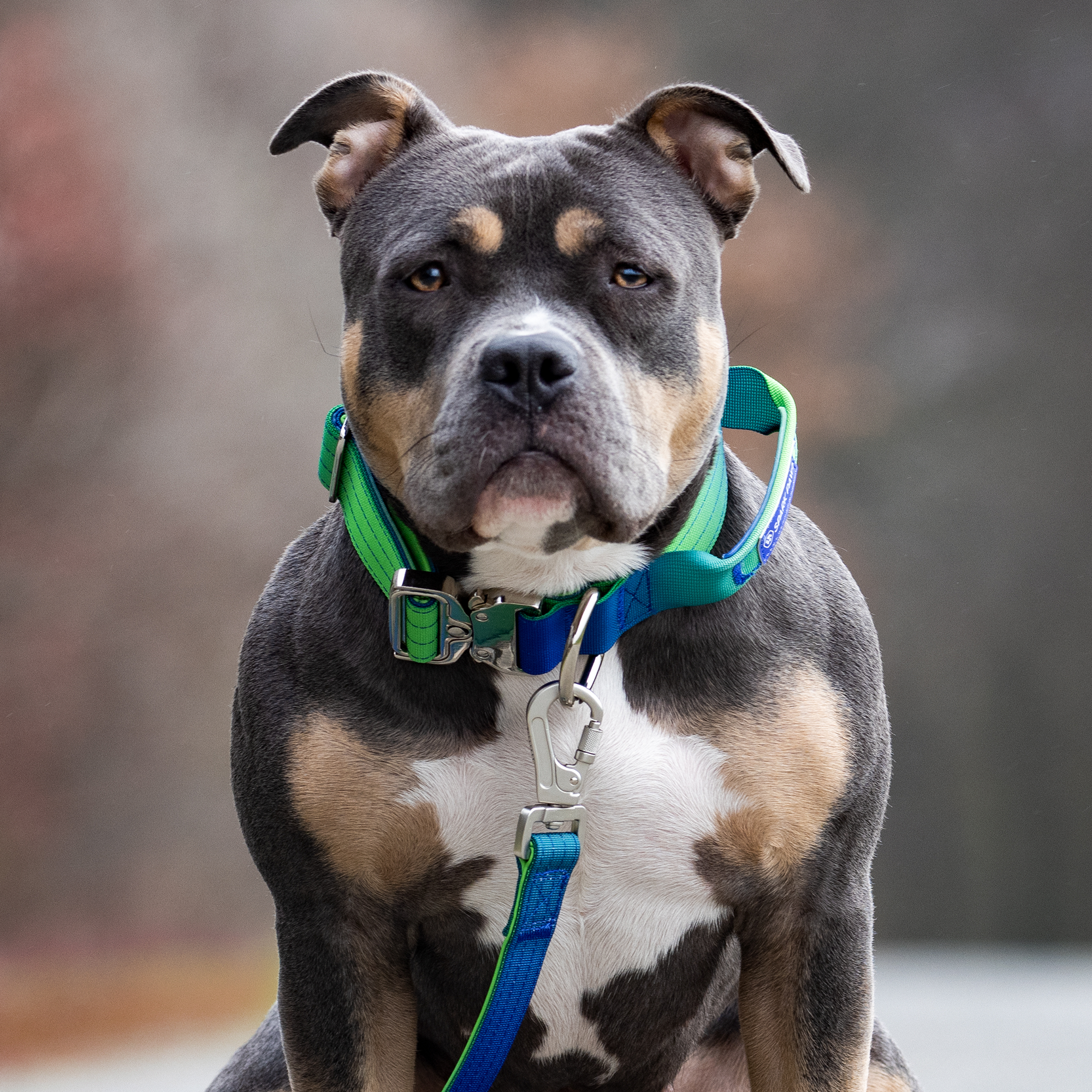 Comfort Control Collar and Multipurpose Leash Set - Lime Wave - Image 7