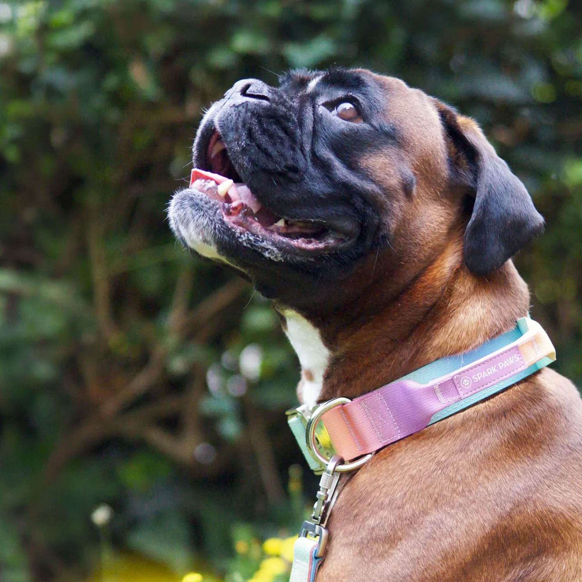 Comfort Control Collar and Multipurpose Leash Set - Pastel Icing - Image 7