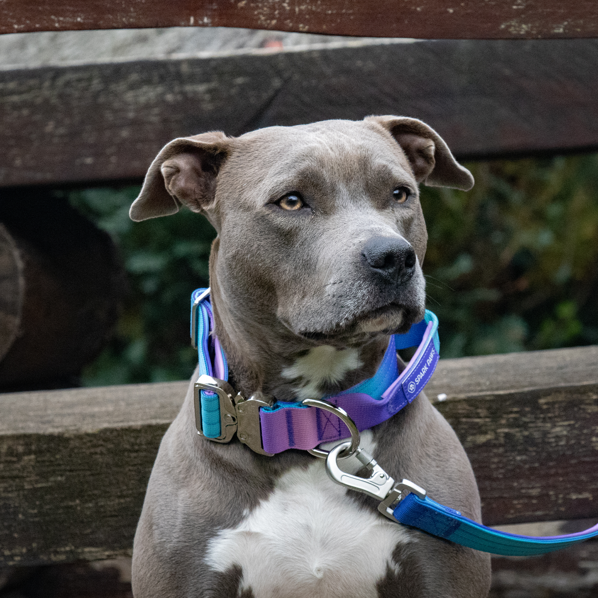 Comfort Control Collar and Multipurpose Leash Set - 90s Retro - Image 7