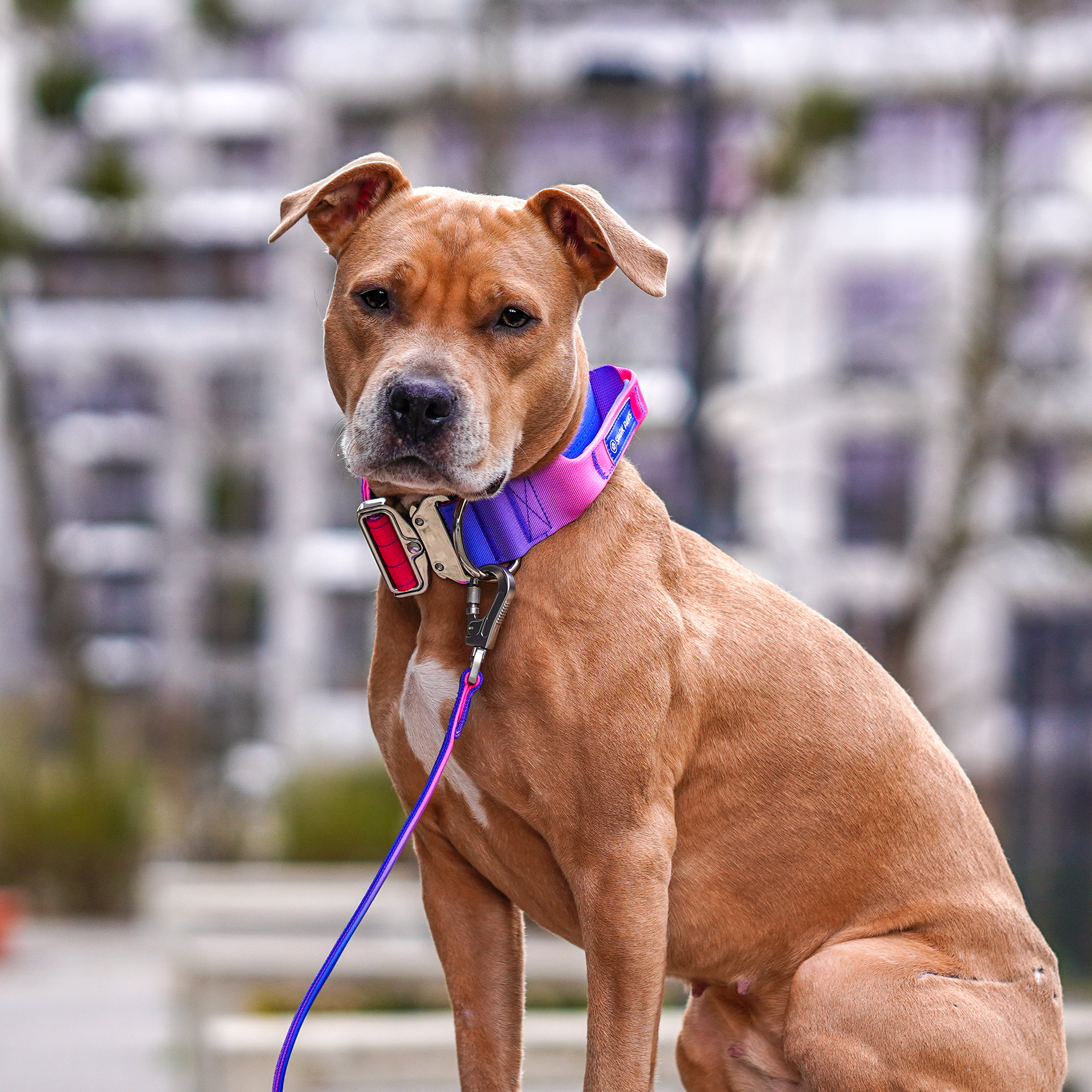 Comfort Control Collar and Multipurpose Leash Set - Snow Cone - Image 7
