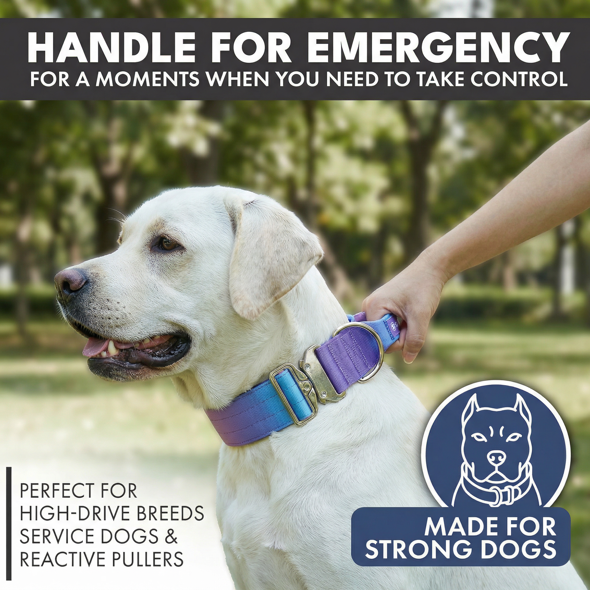 Comfort Control Collar Set - 90s Retro - Image 2