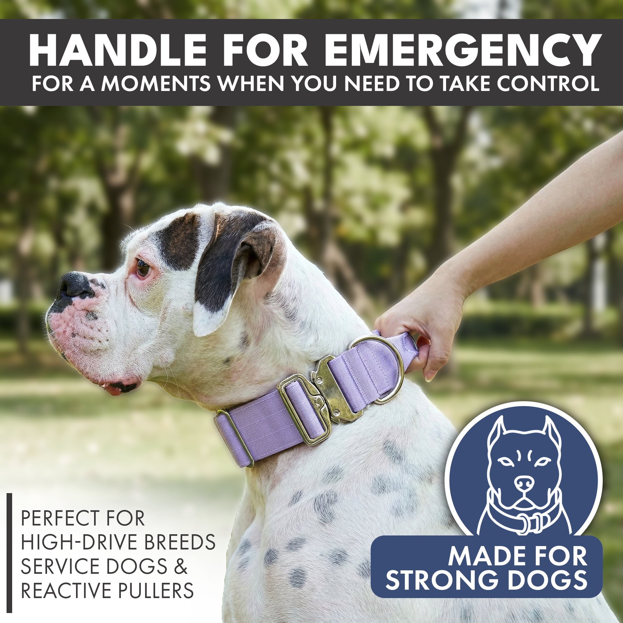 Comfort Control Collar Set - Lilac - Image 2