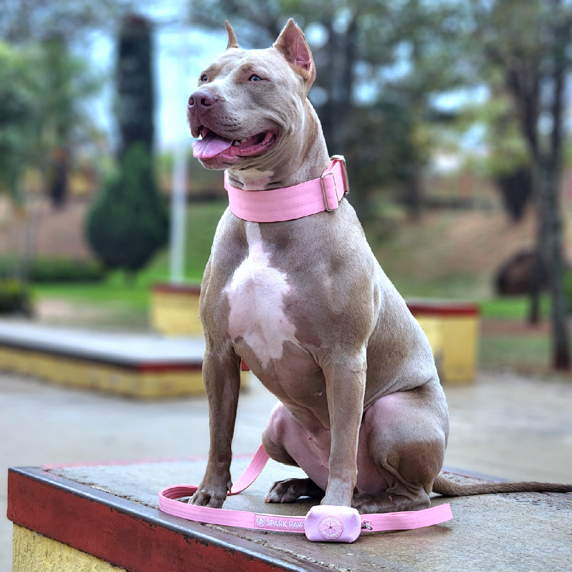 Comfort Control Collar Set - Pink - Image 7
