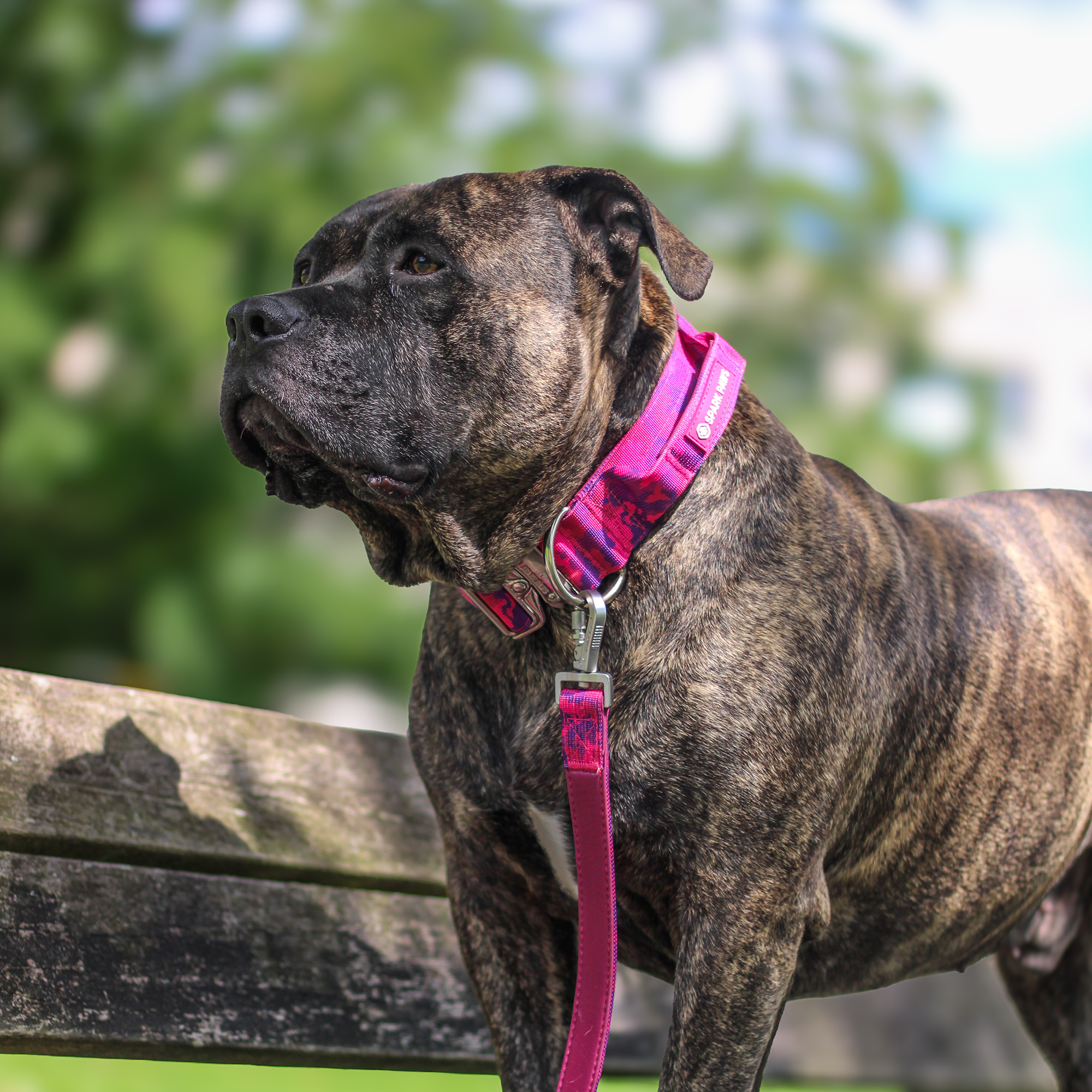 Comfort Control Collar Set - Fuchsia Camo - Image 7