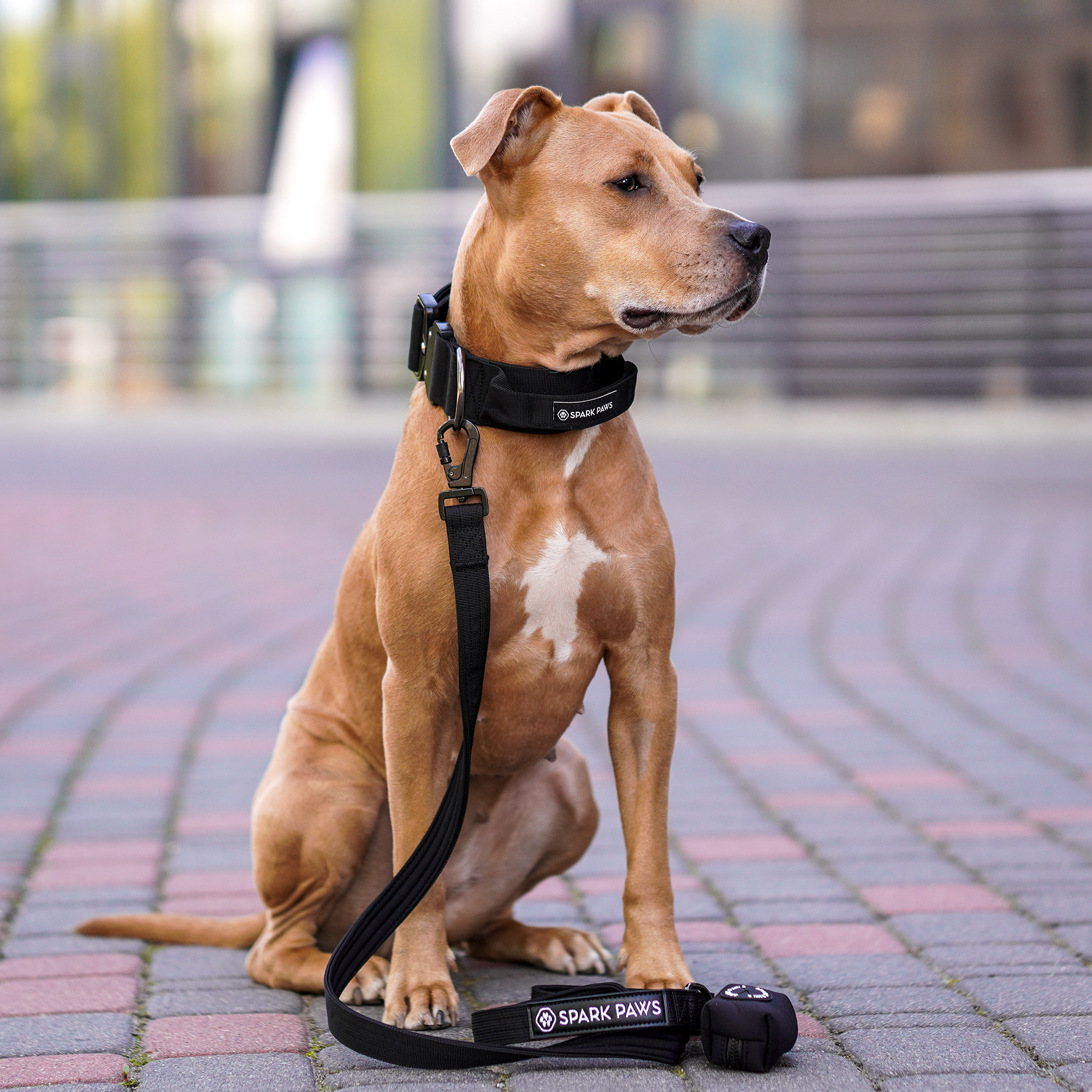 Comfort Control Collar Set - Black - Image 7