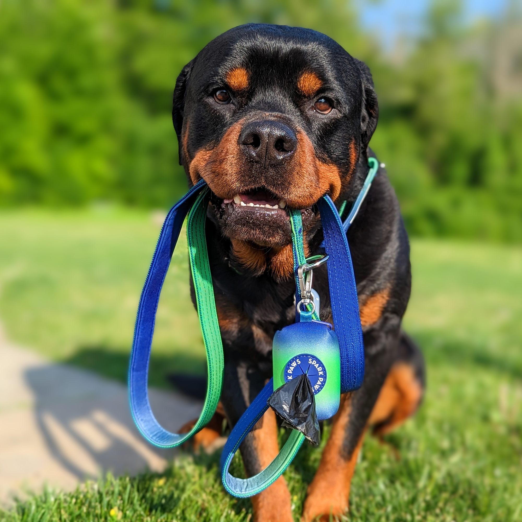 Comfort Control Collar Set - Lime Wave - Image 7