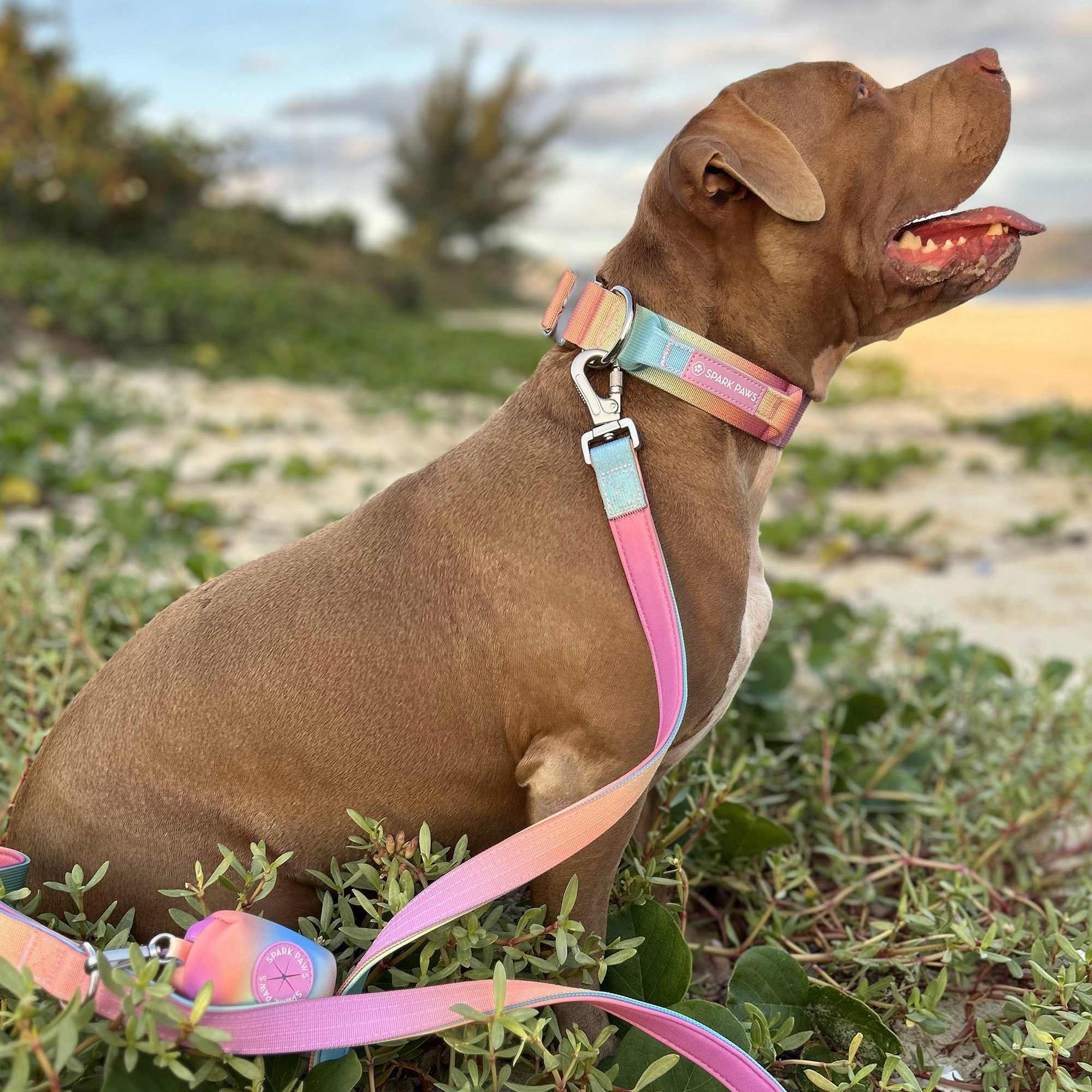 Comfort Control Collar Set - Pastel Icing - Image 7