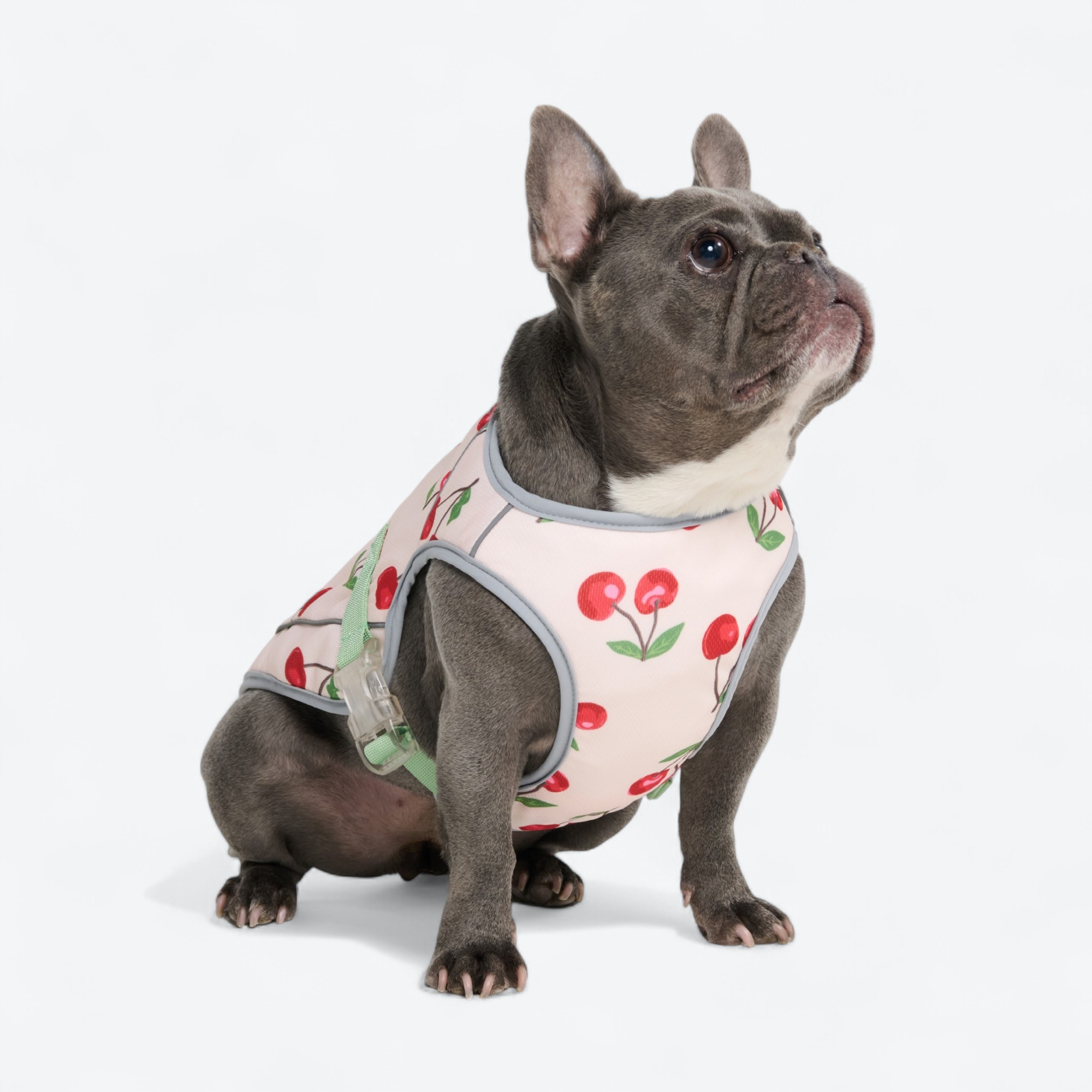 Dog Cooling Vest - Cherries - Image 3