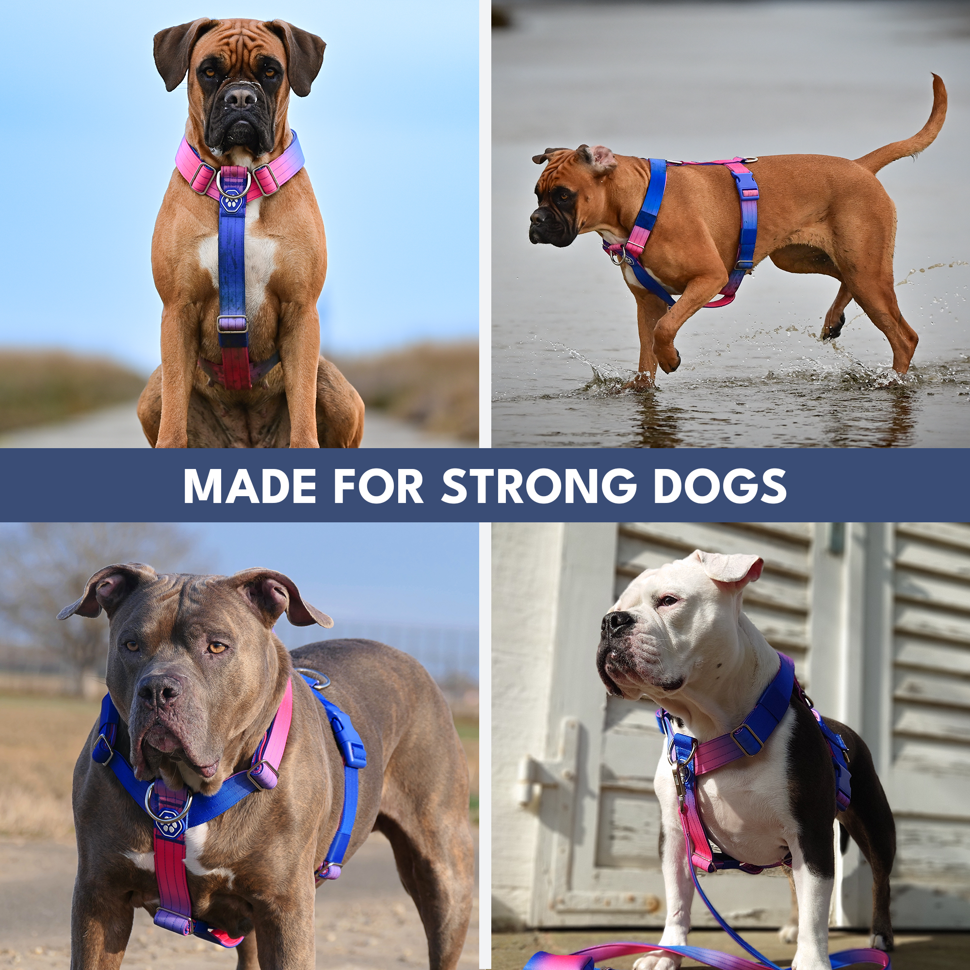 Comfort Control No-Pull Dog Harness Set - Snow Cone - Image 6