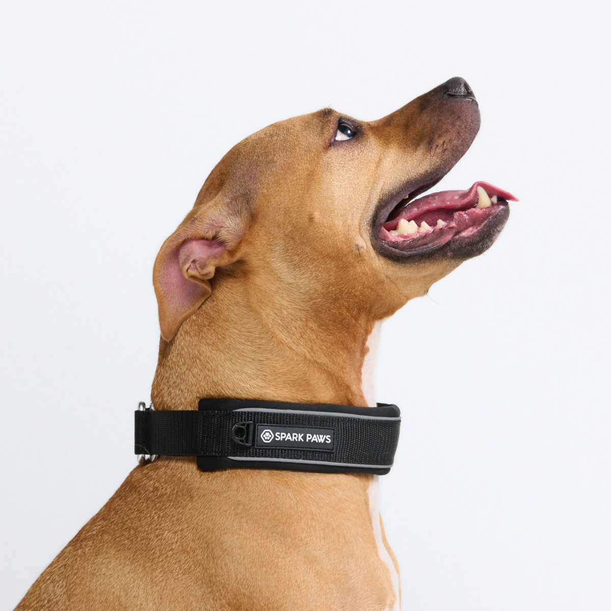 Cushioned Martingale Collar - Black - Image 9