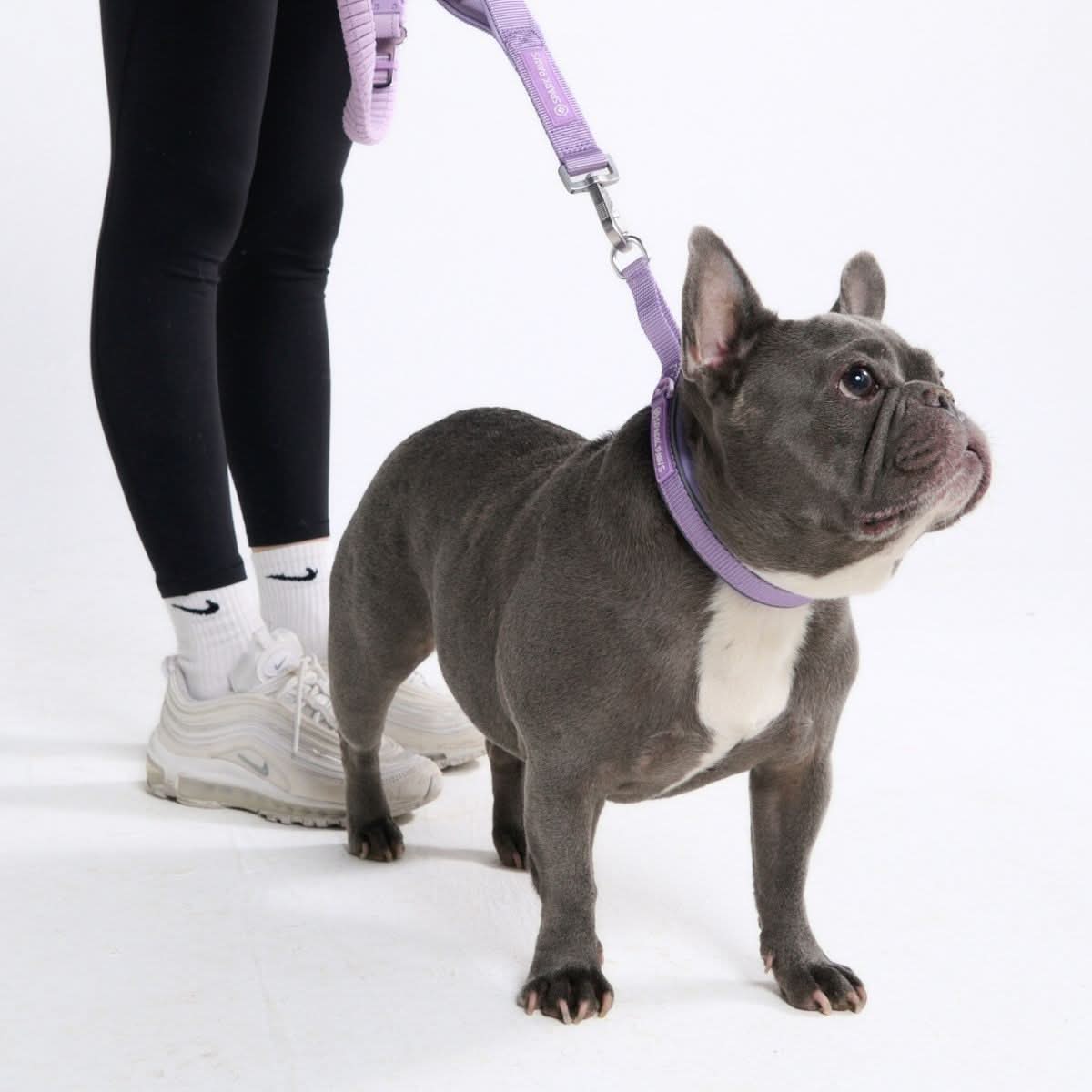 Cushioned Martingale Collar - Lilac - Image 5