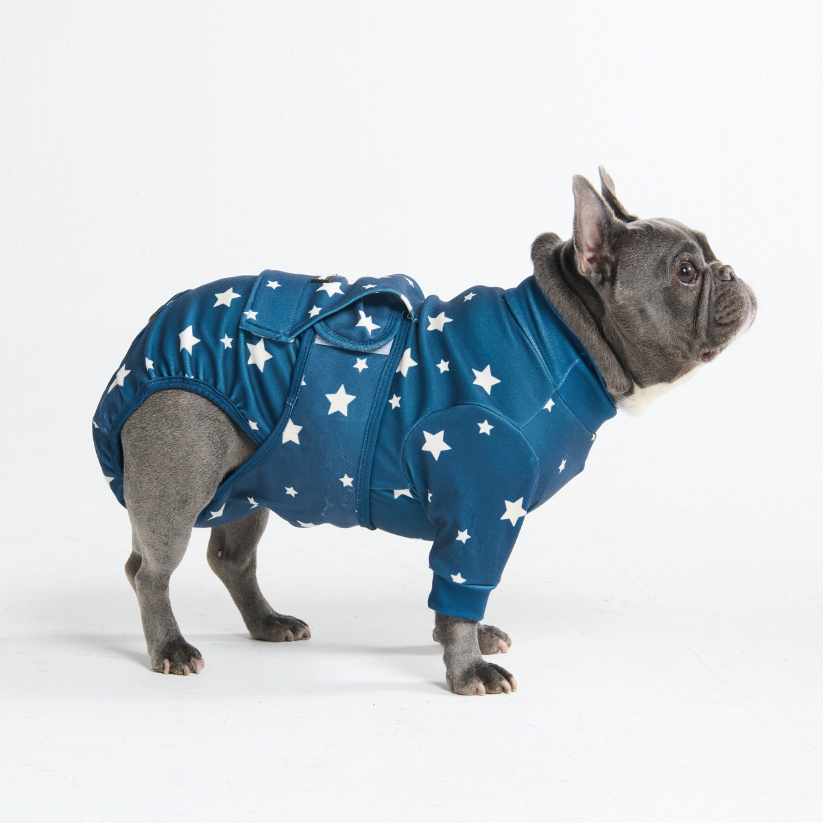 Dog Surgical Suit - Stars - Image 4