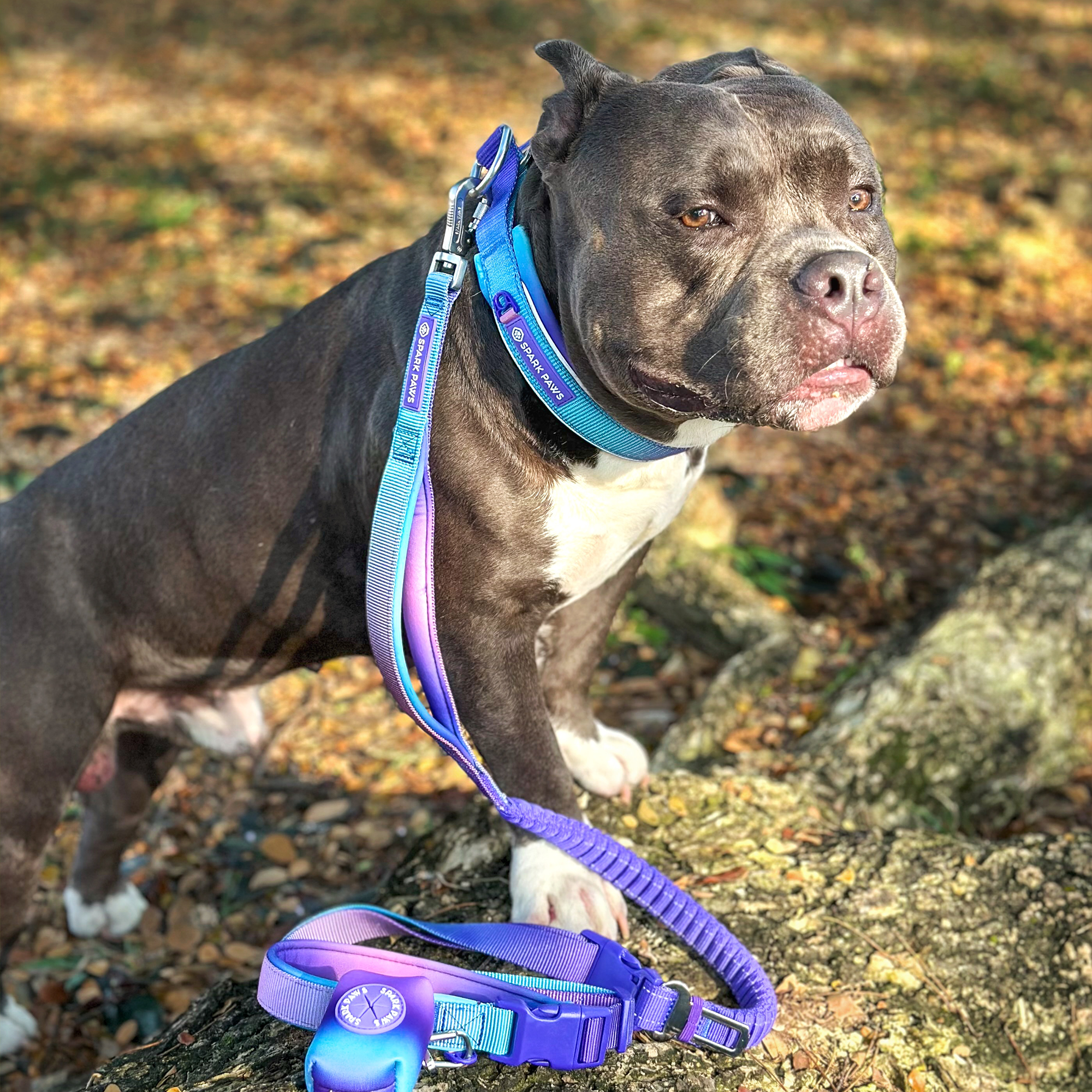 Martingale Collar and Multipurpose Leash Set - 90s Retro - Image 10