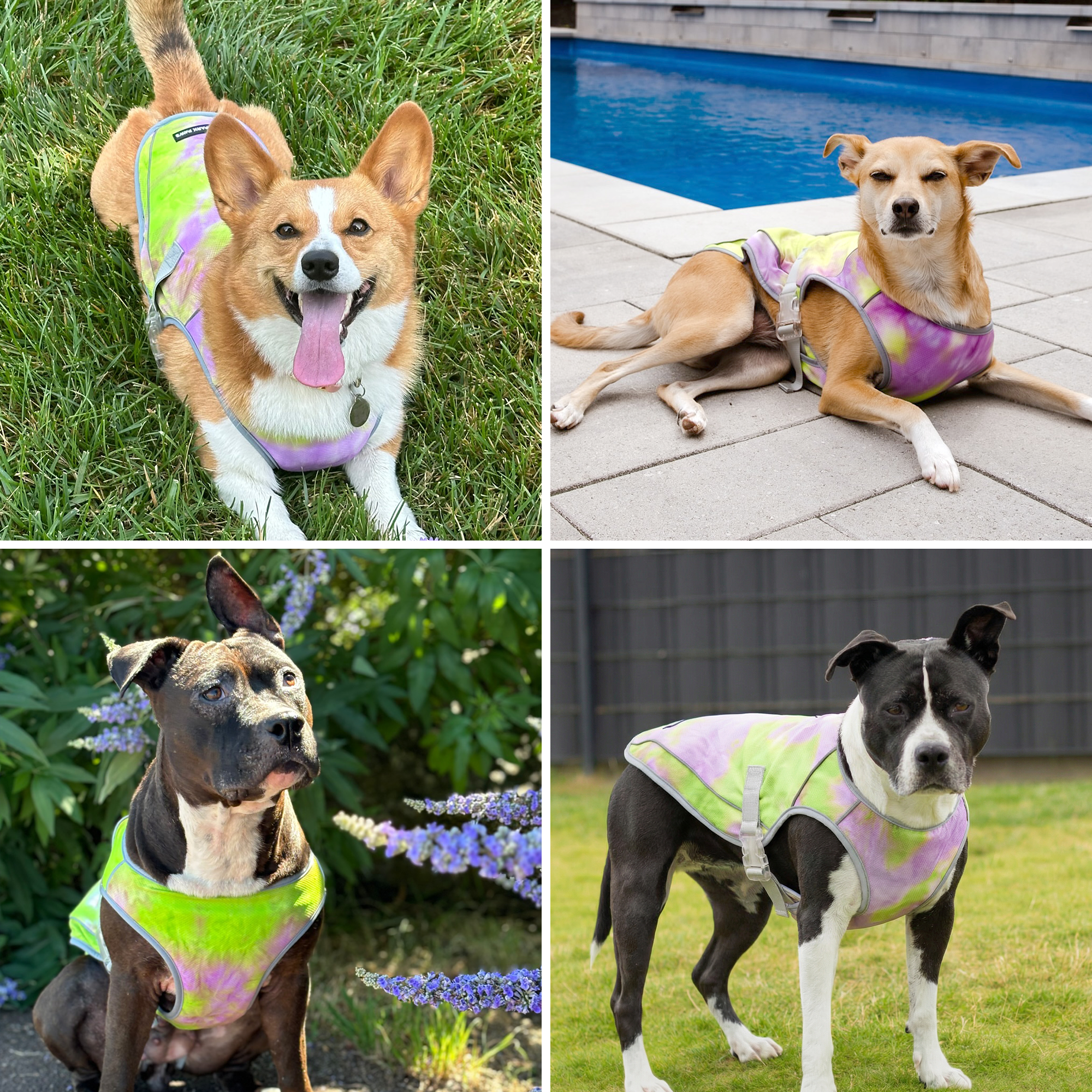 Dog Cooling Vest - Neon Purple - Image 9