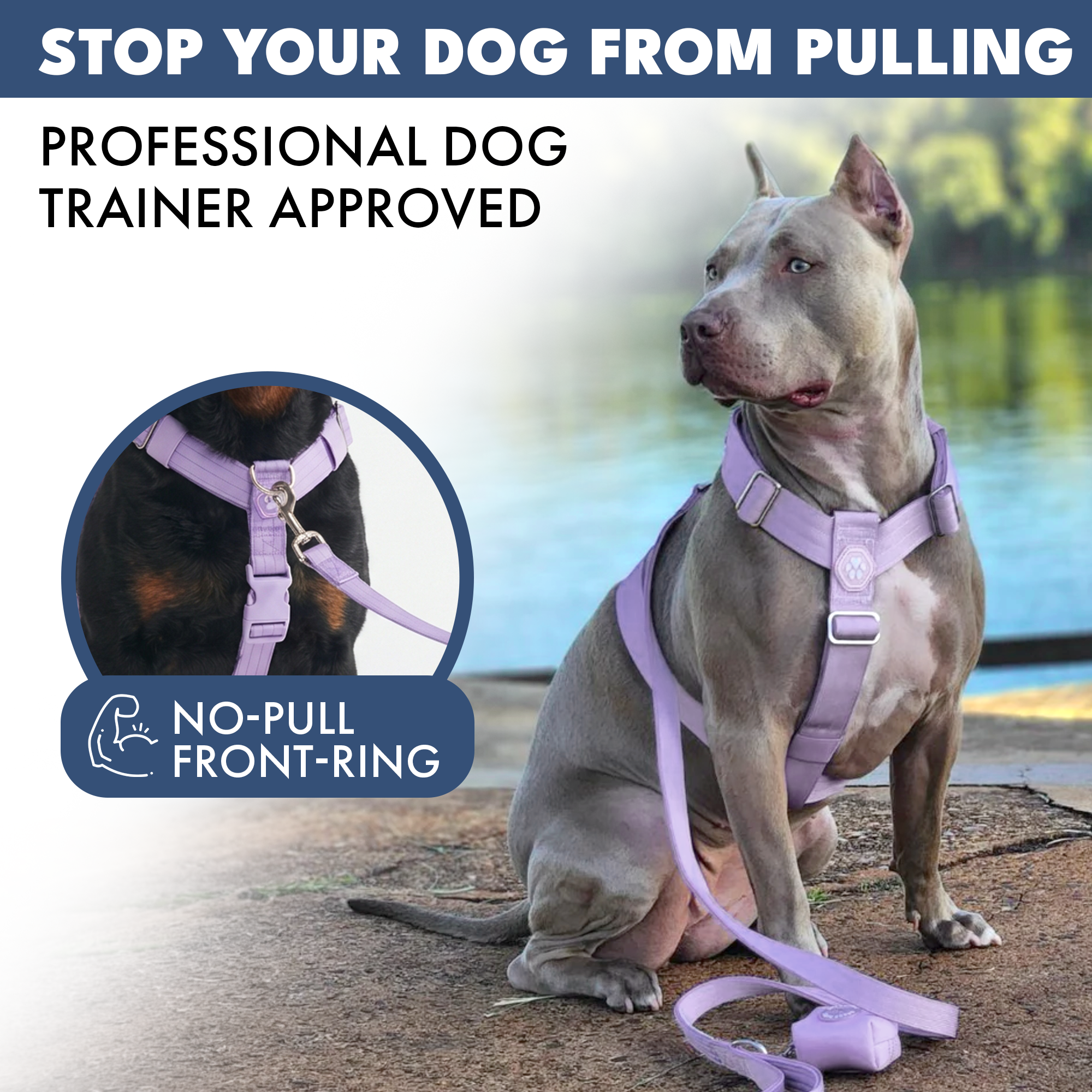 Comfort Control No-Pull Dog Harness Set - Lilac - Image 3