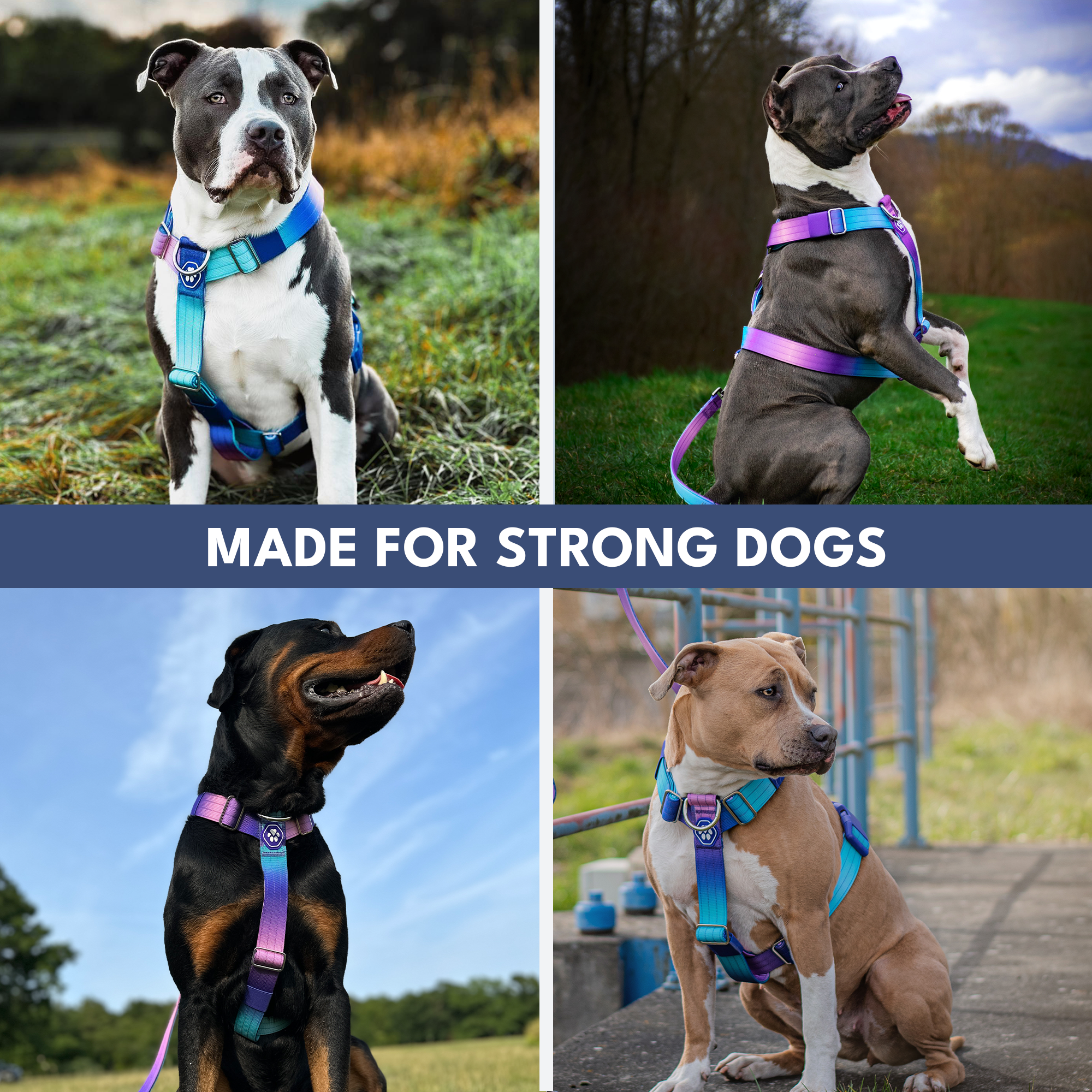 Comfort Control No-Pull Dog Harness - 90s Retro - Image 7