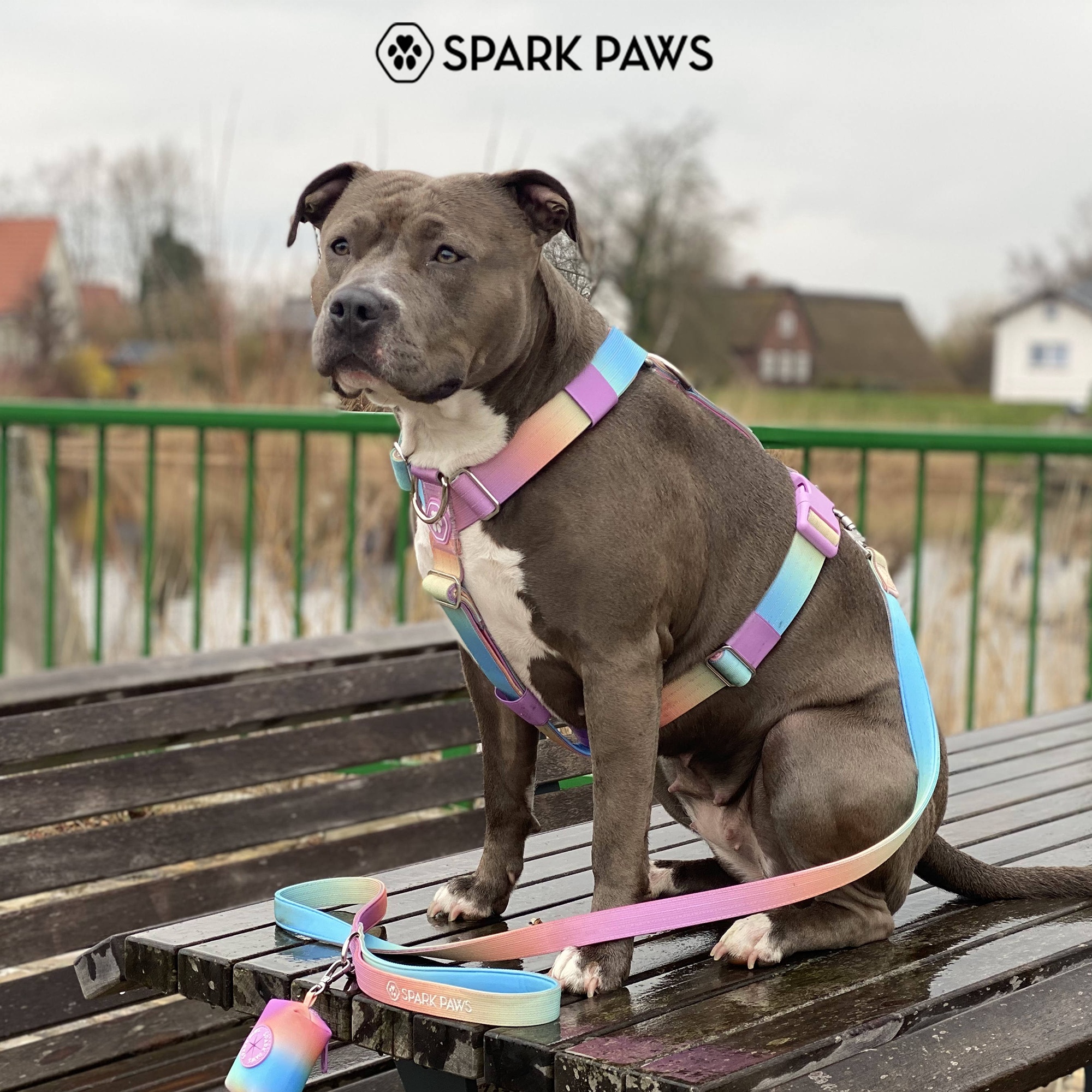 Comfort Control No-Pull Dog Harness Set - Pastel Icing - Image 7