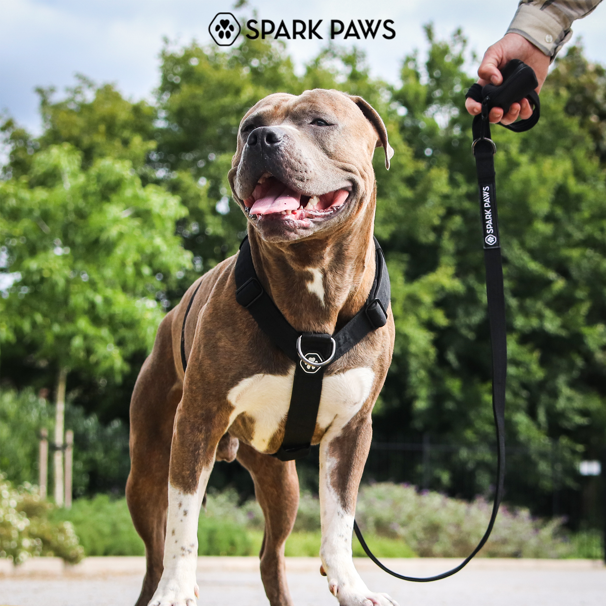 Comfort Control No-Pull Dog Harness Set - Black - Image 7