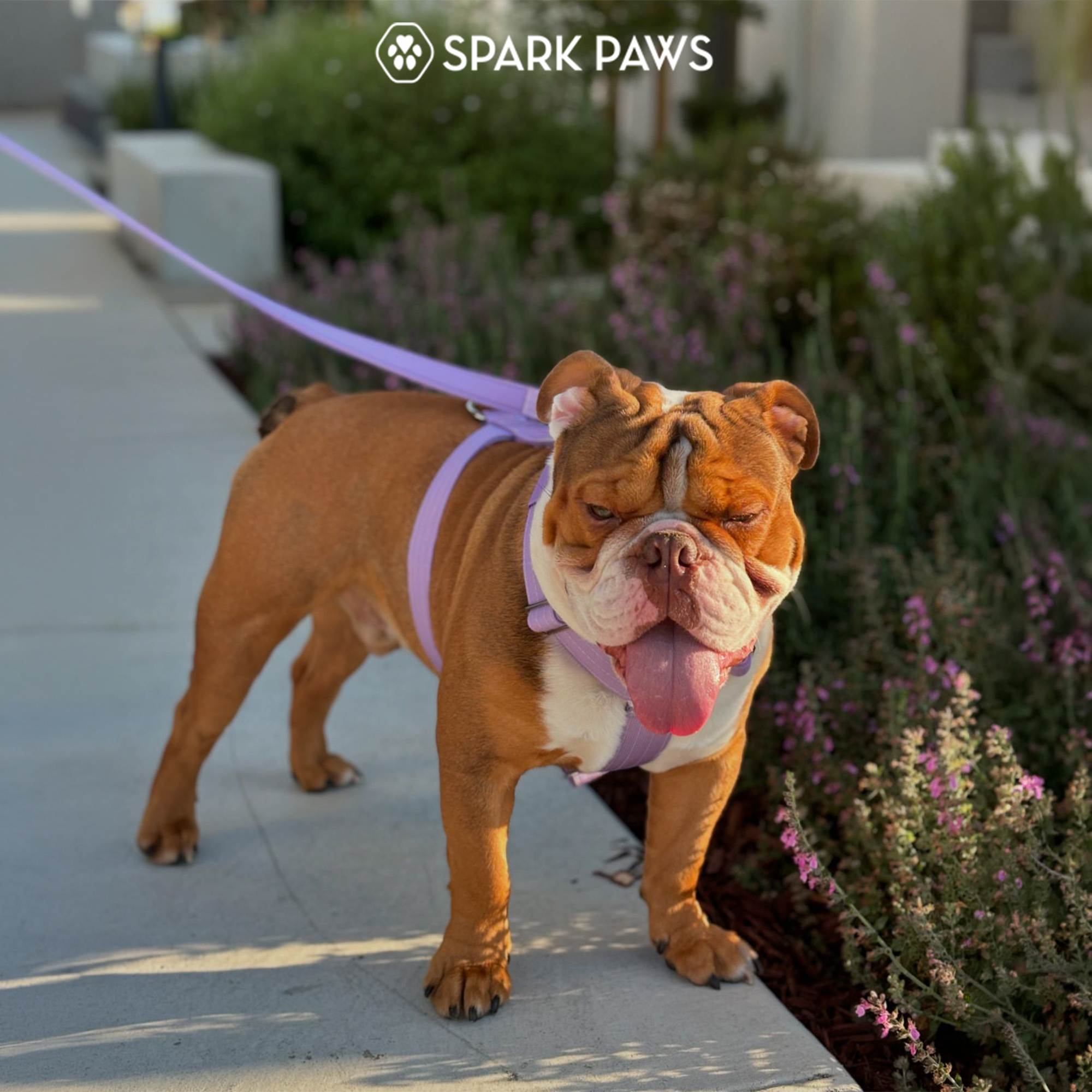 Comfort Control No-Pull Dog Harness Set - Lilac - Image 7