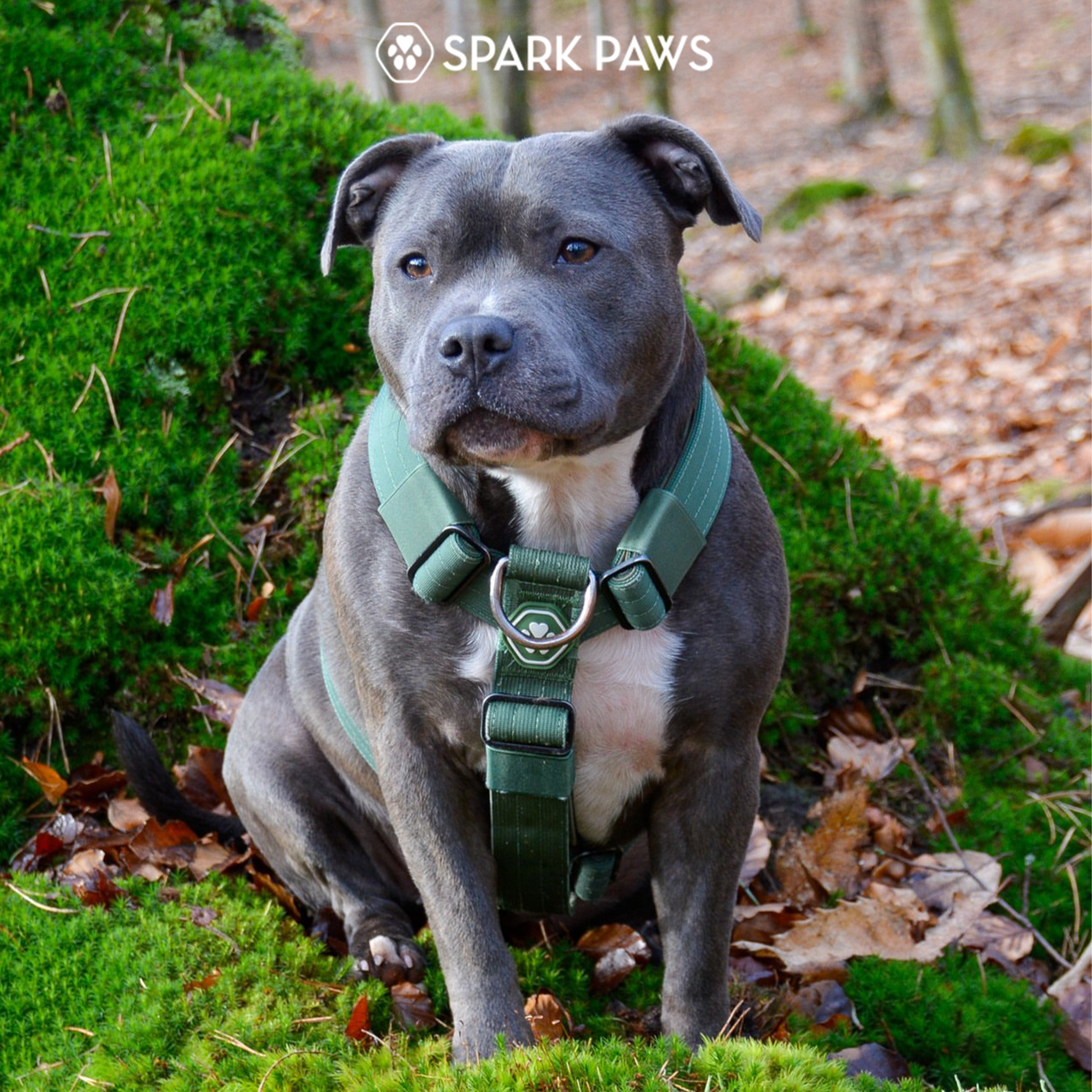 Comfort Control No-Pull Dog Harness Set - Army Green - Image 7