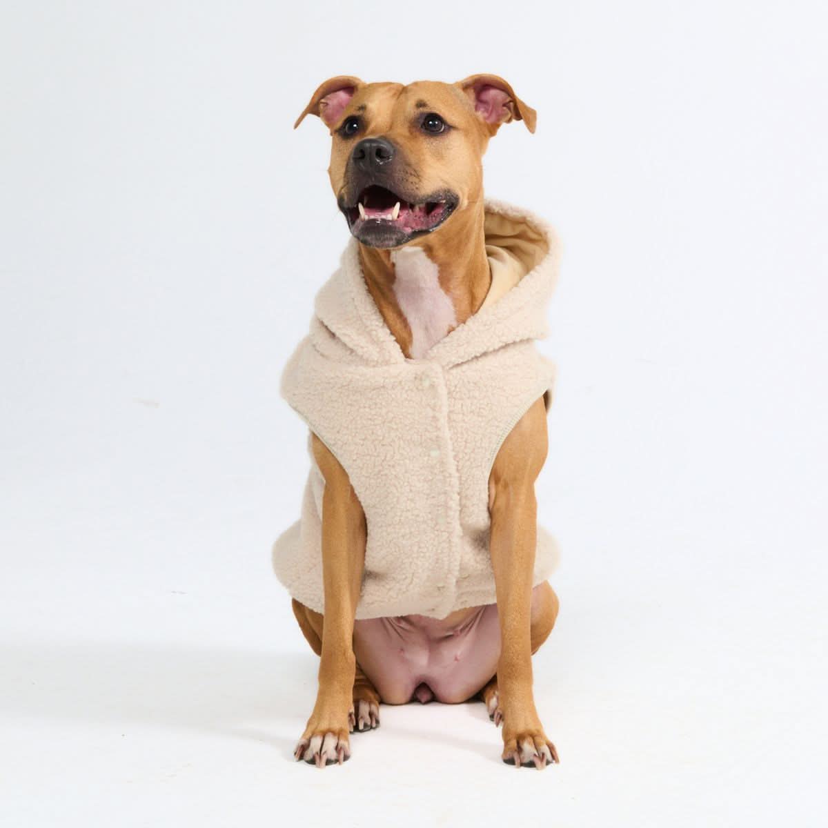 Teddy Sherpa Dog Jacket - Beige - Image 7